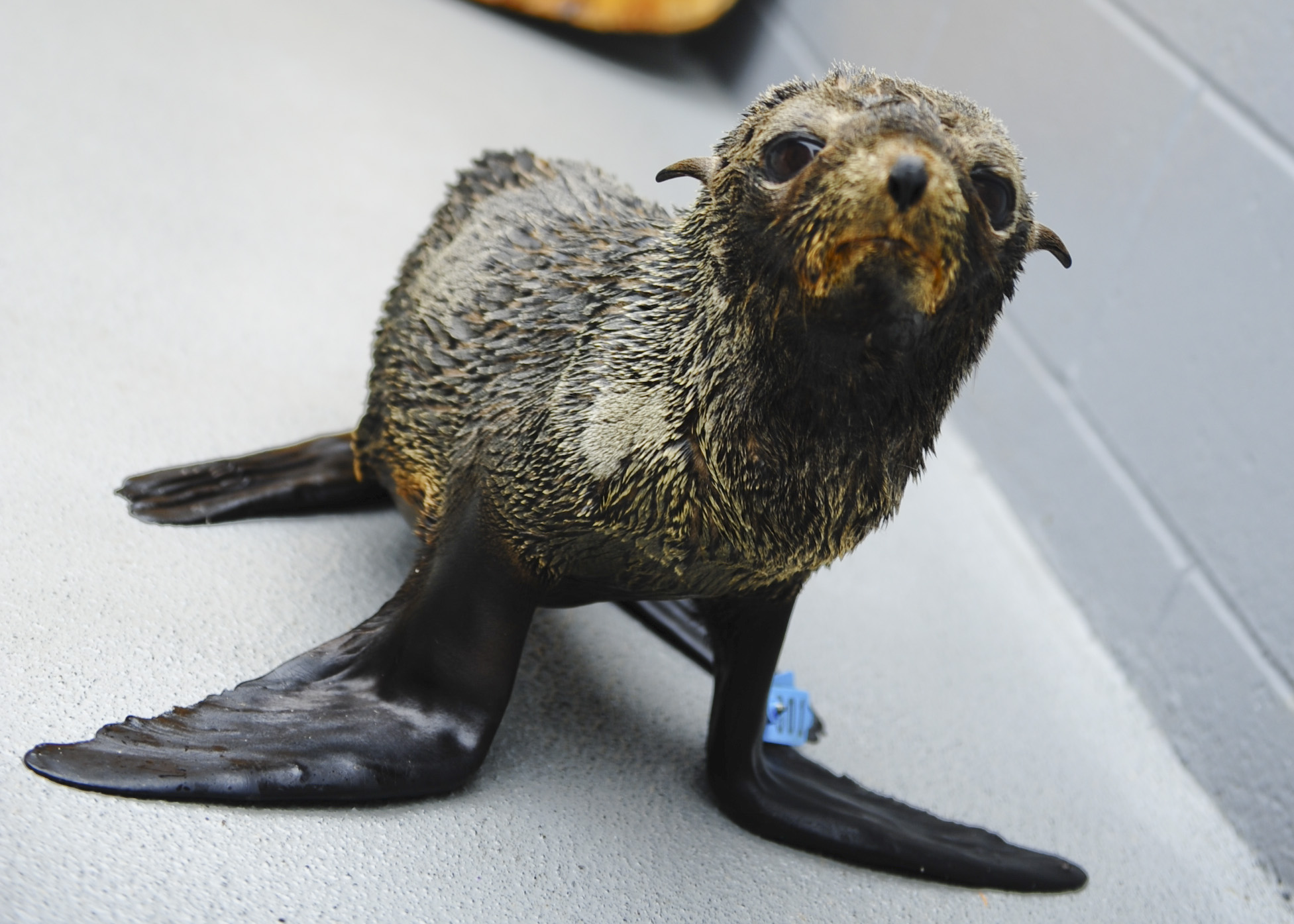 A malnourished Guadalupe fur seal pup is pictured at the Marine Mammal Center, a Bay Area facility that rehabilitates stranded marine animals. (Dana Angus)