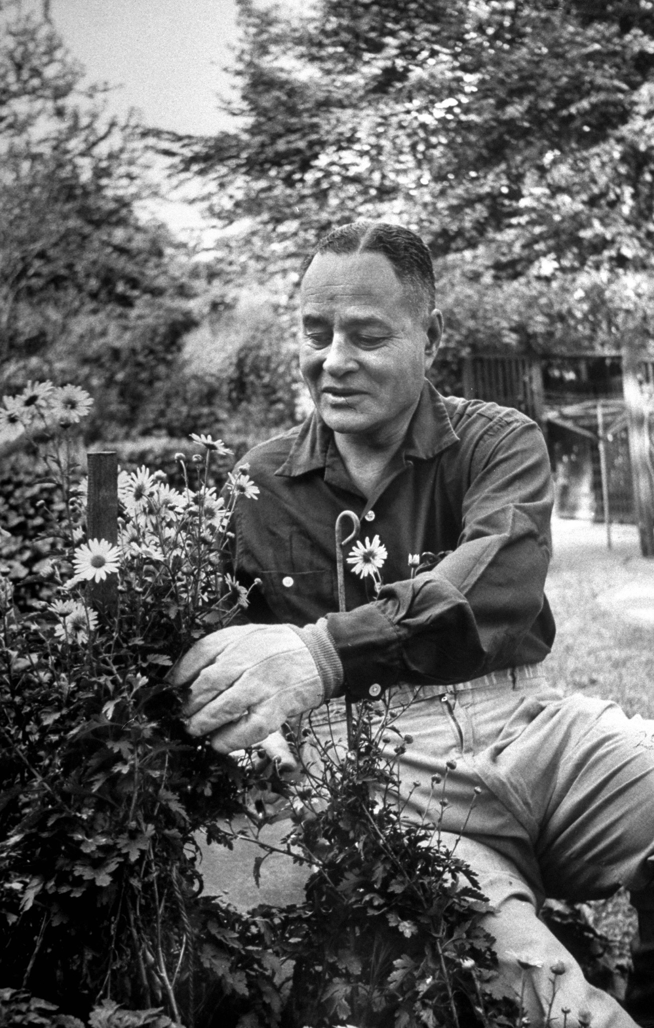 UN Under-Secretary Ralph Bunche gardening at home, 1959.G