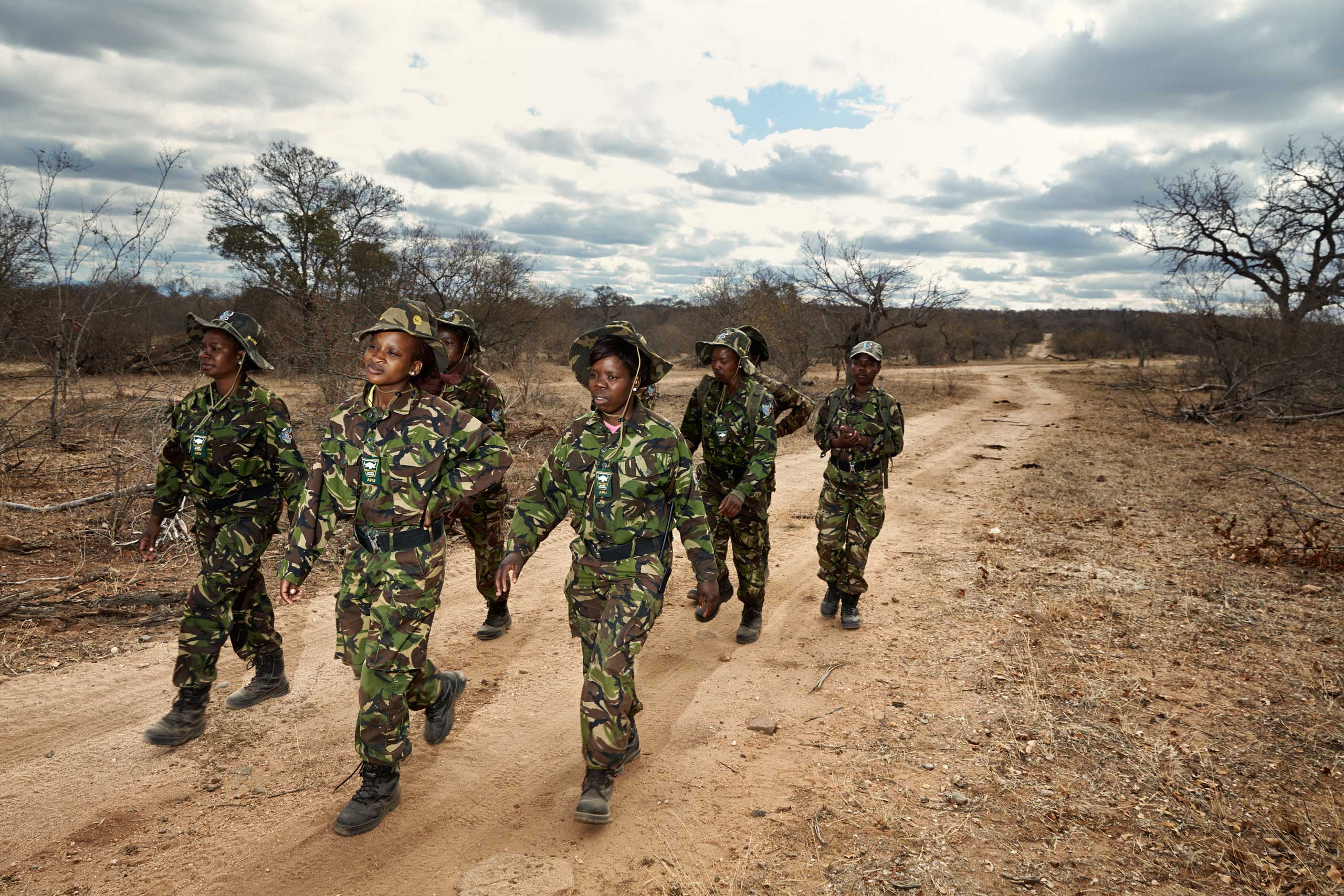Black Mambas on patrol in Balule Nature Reserve, in northern South Africa. (Julia Gunther)