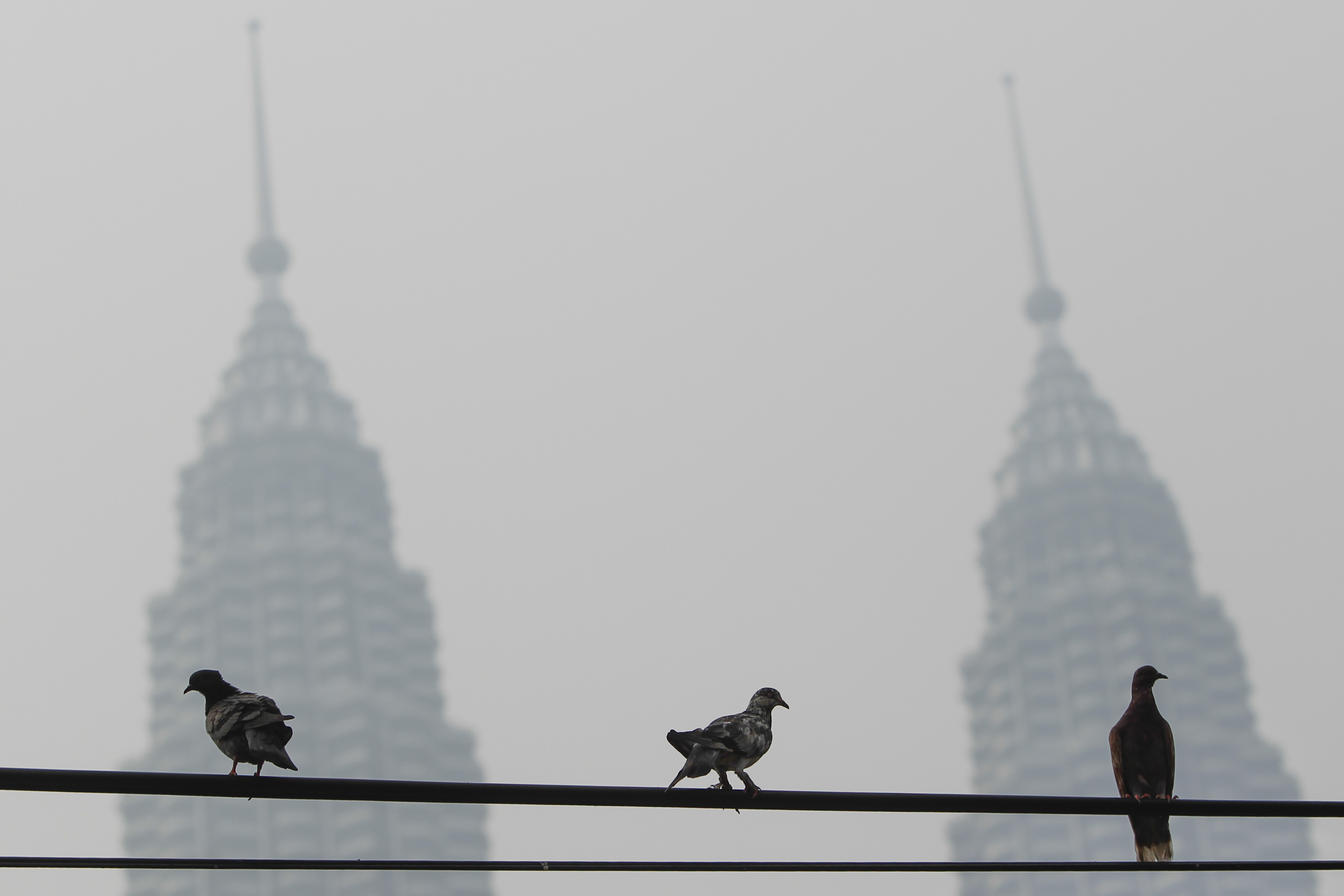 Pigeons perch on a power cable against Malaysia's landmark building, Petronas Twin Towers, shrouded with haze in Kuala Lumpur, on Oct. 4, 2015. The haze is caused by the burning of forests in Indonesia's Sumatra and Borneo islands (Joshua Paul—AP)