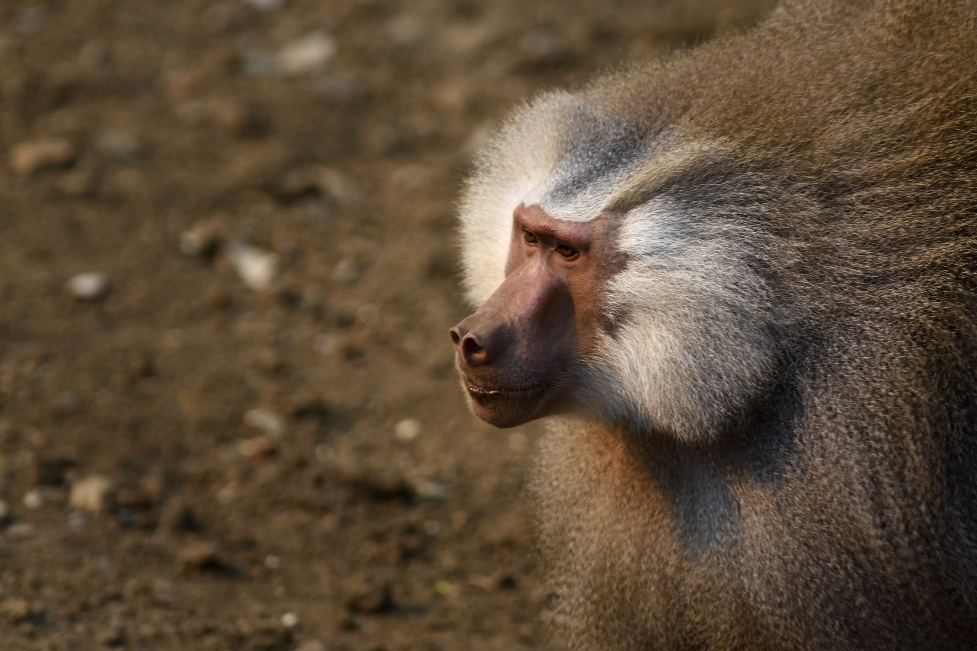 A baboon monkey (Papio hamadryas). (Luis Robayo—AFP/Getty Images)