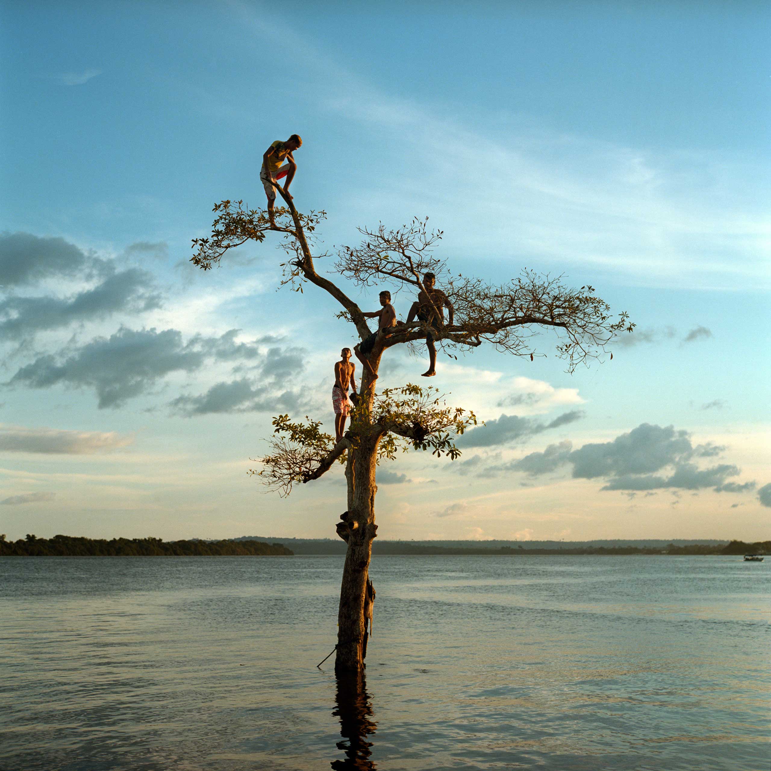 A group of boys climb a tree on the Xingu River by the city of Altamira, Brazil. One third of the city will be permanently flooded by the nearby Belo Monte Dam, March 2014.