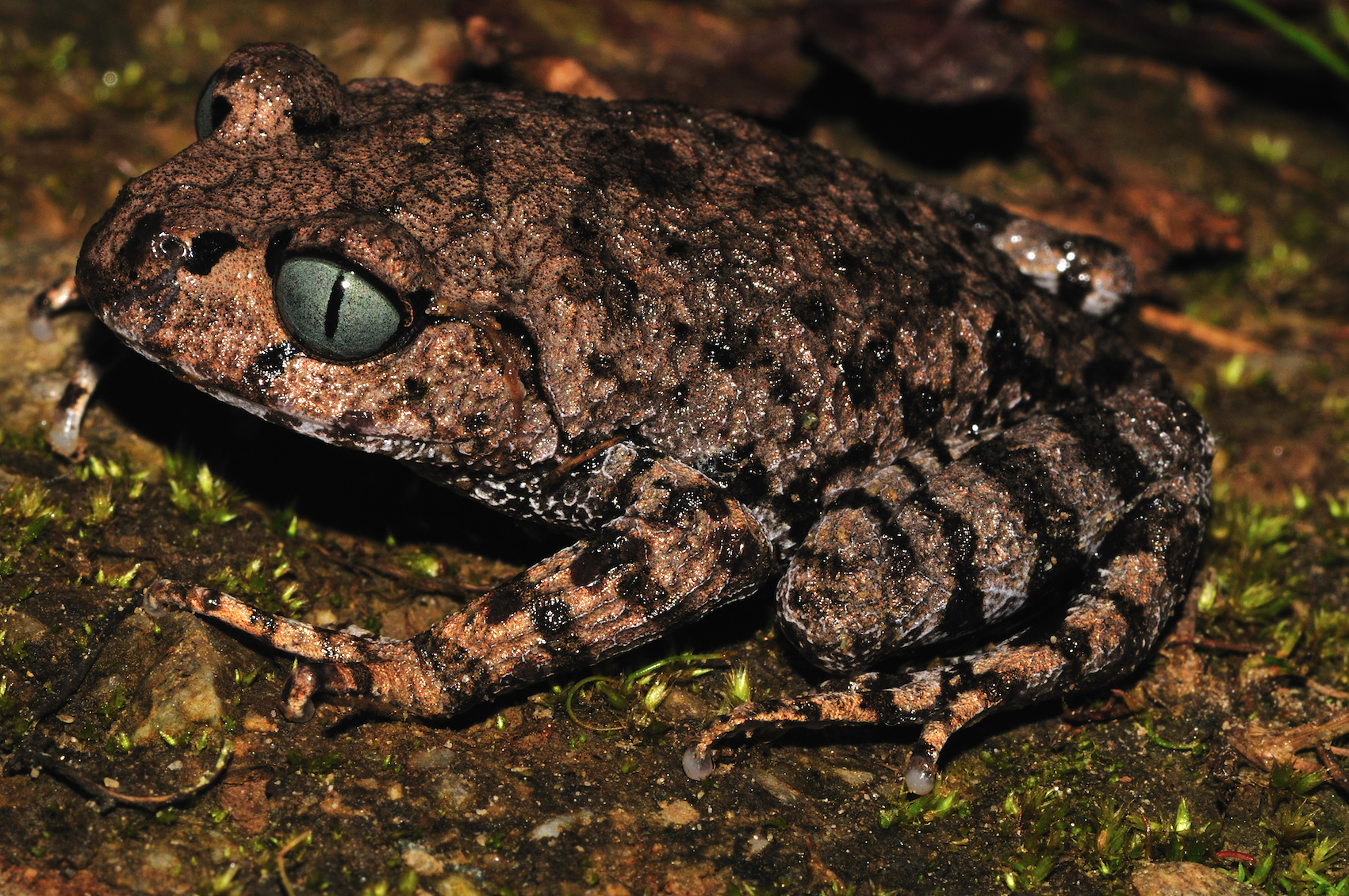 Discovered in Arunachal Pradesh, the second most heavily forested state in India, the Leptobrachium Bompu frog is characterized by its greyish-blue iris with a vertically oriented black pupil. L. bompu has black bands on its limbs, feet, digits and upper lip, as well as irregular dark markings on its dorsal surface.