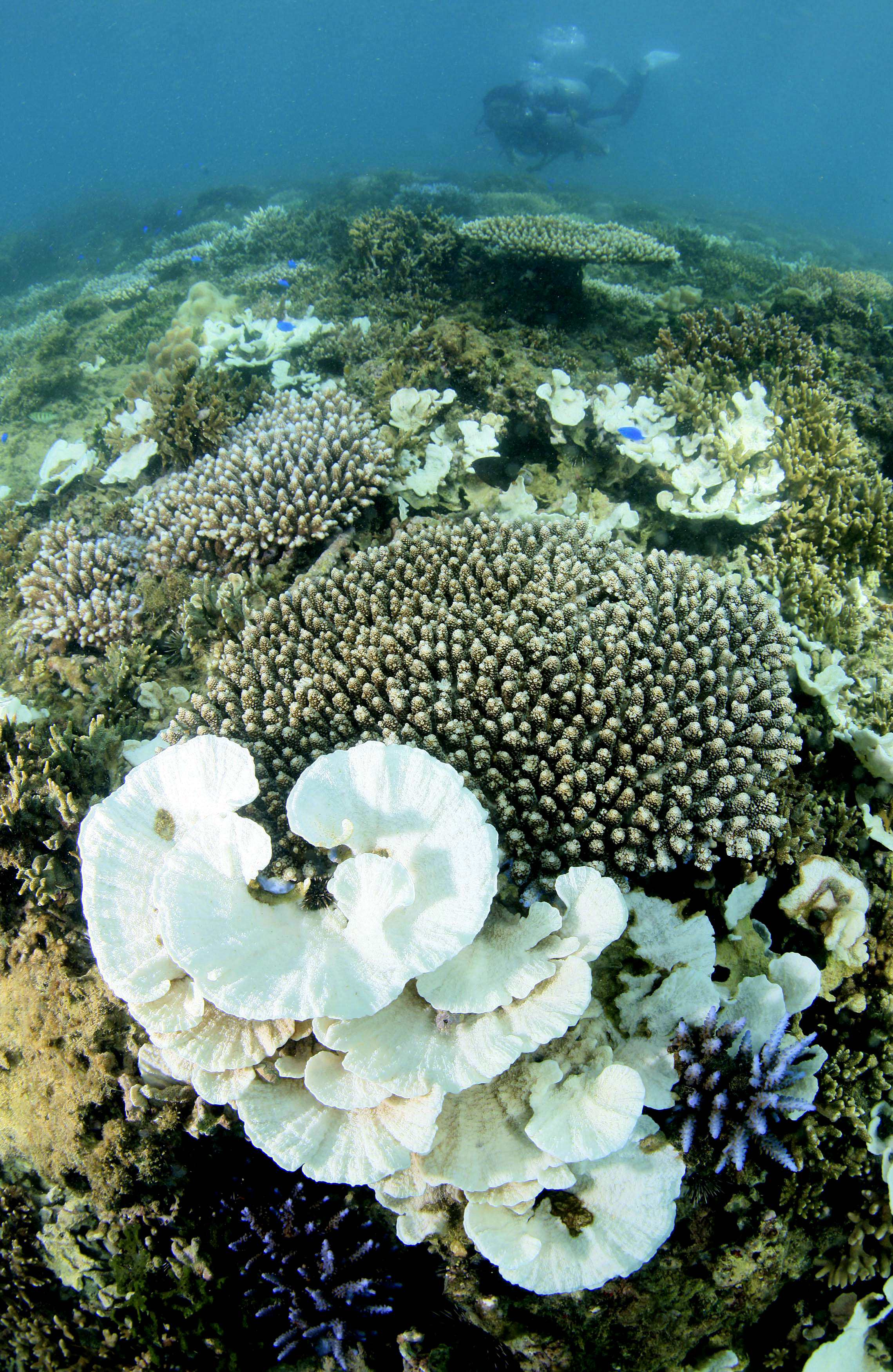 Corals are bleached on a seabed near Okinawa island on Aug. 26, 2013. (The Yomiuri Shimbun—AP)