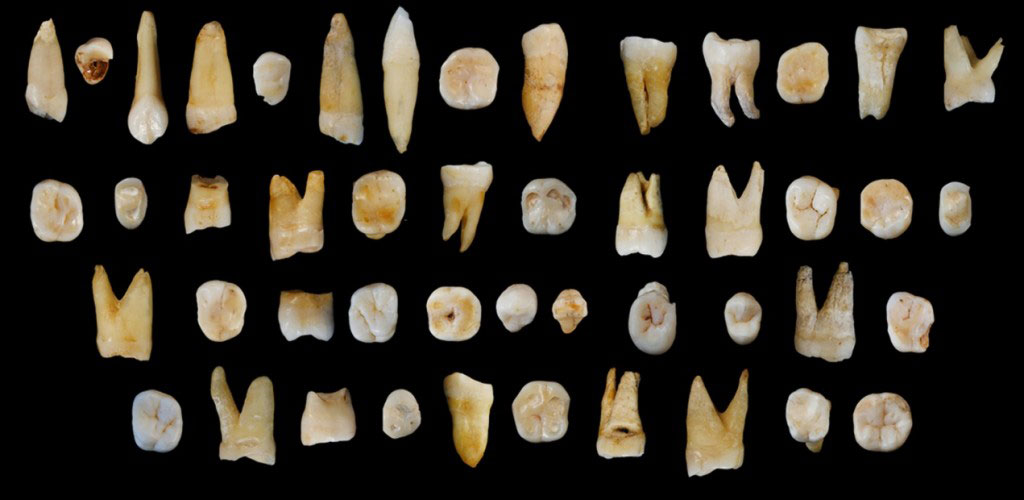47 human teeth found from the Fuyan Cave, Daoxian