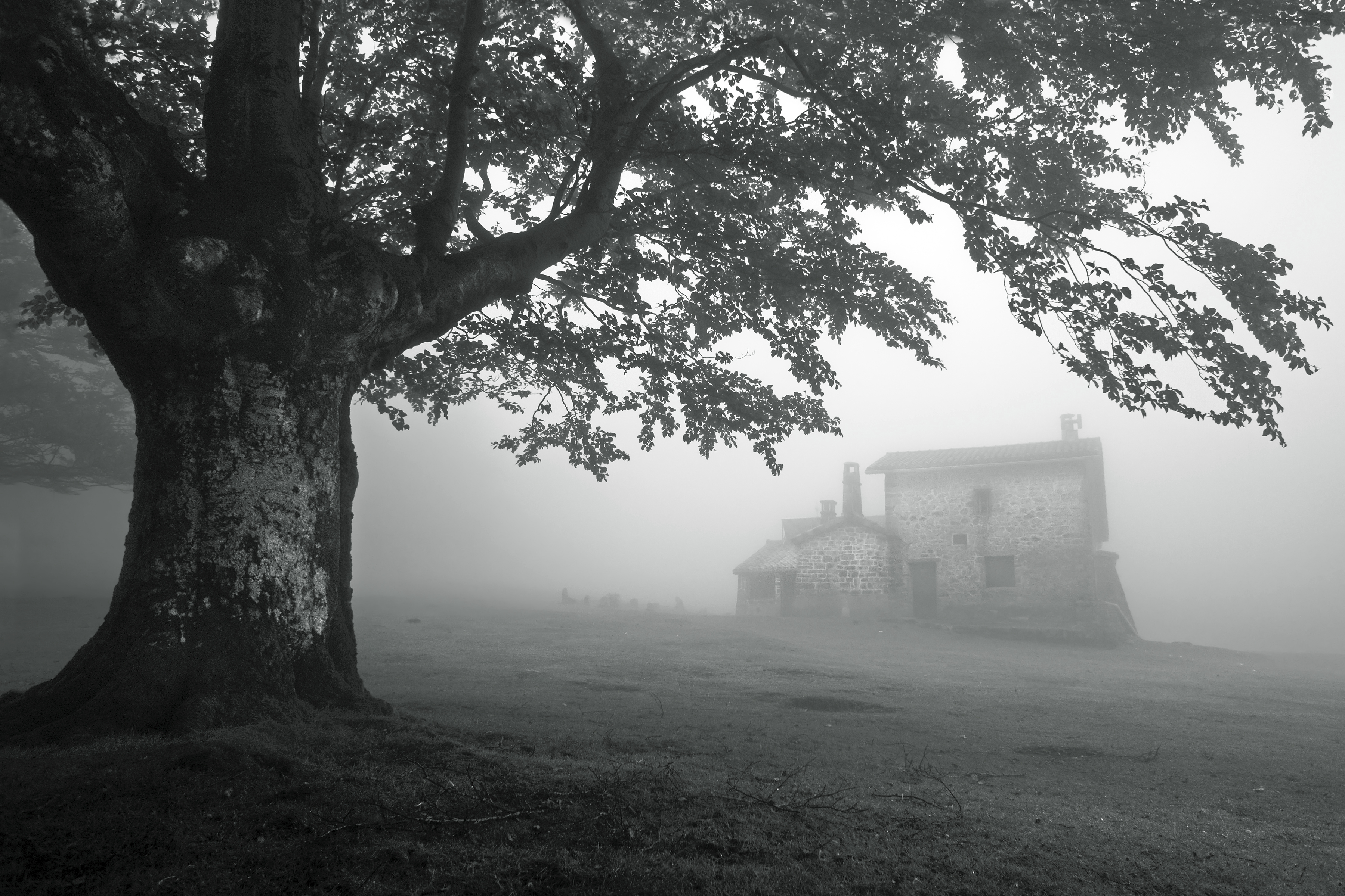 haunted-house-fog-tree