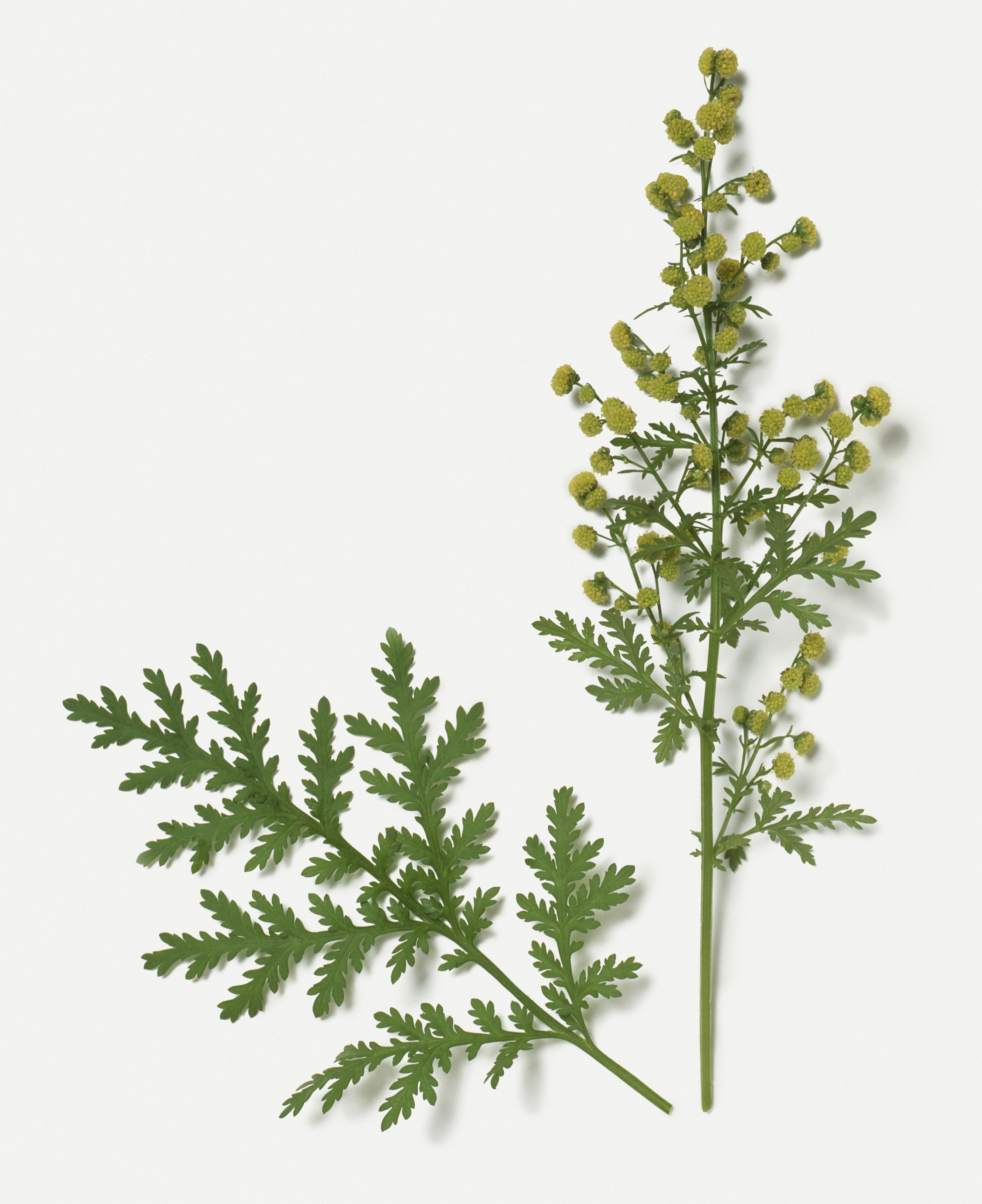 Artemisia annua (Getty Images)