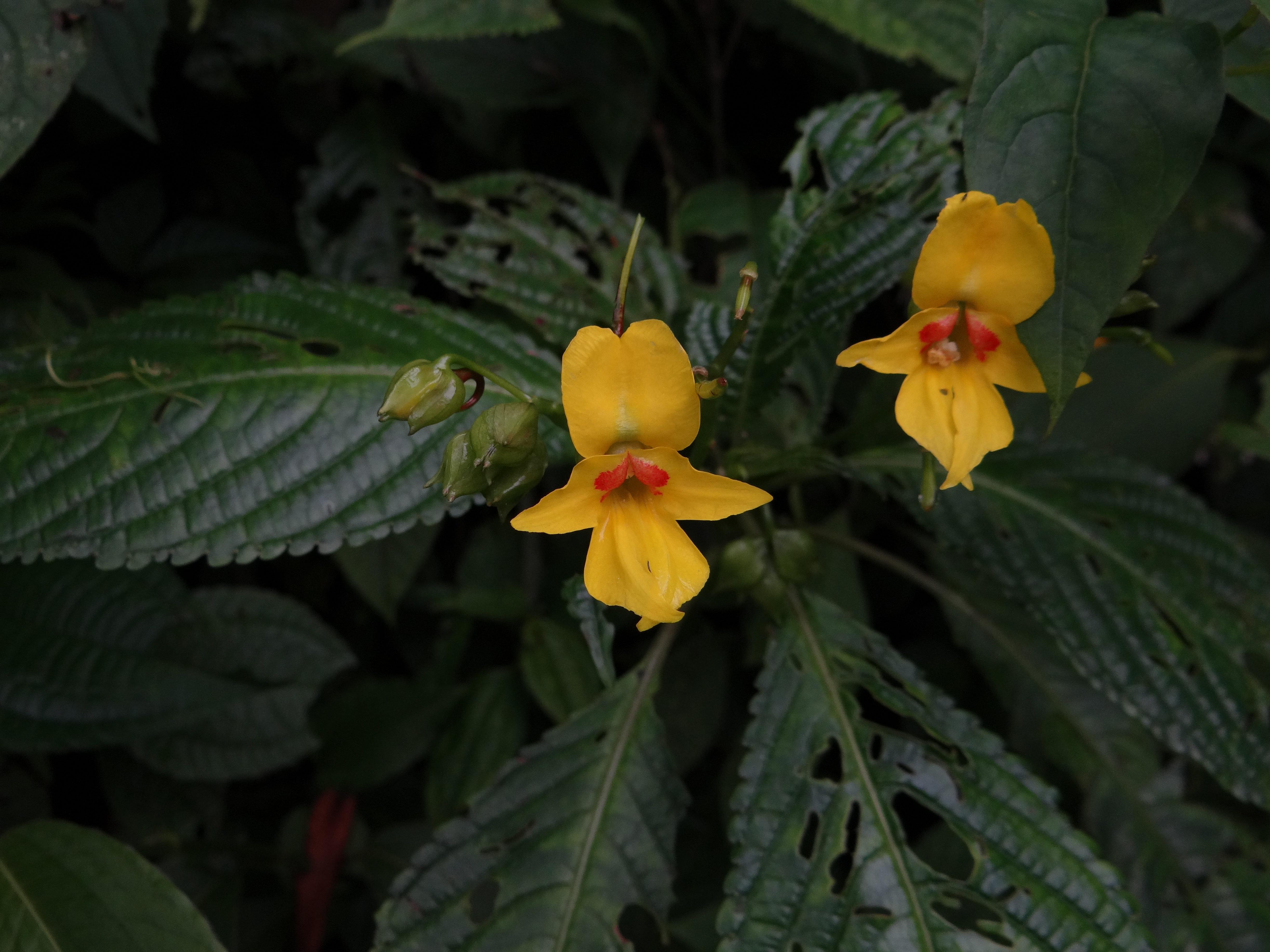 The Impatiens lohitensis is a new species of wild banana discovered in India, now home to 23 different species of banana.