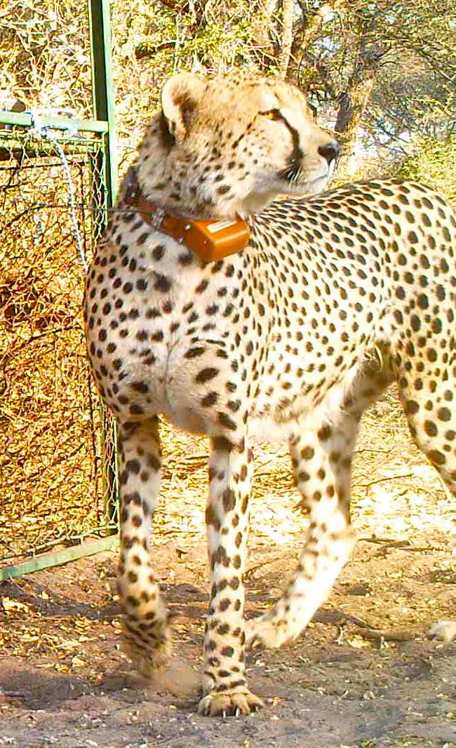 Legolas Cheetah Botswana