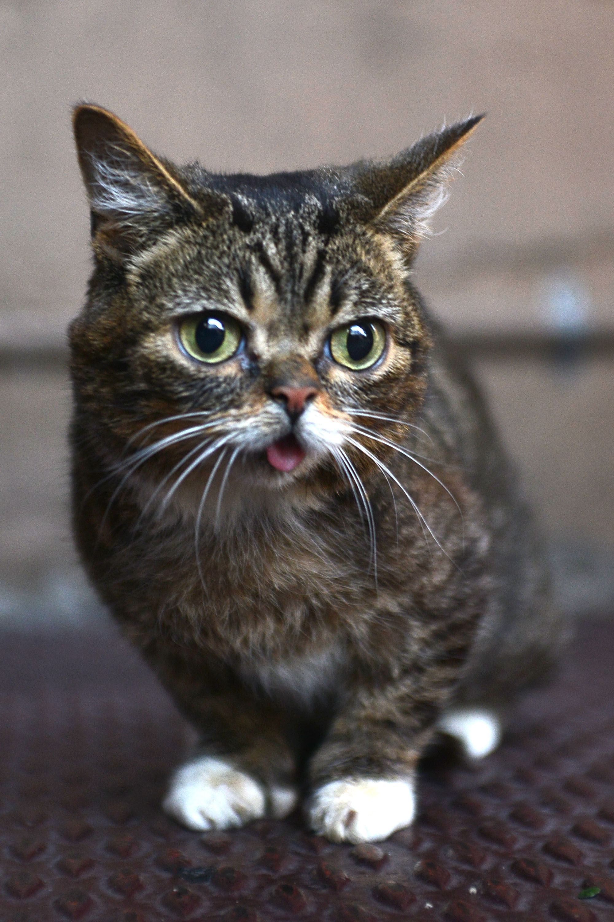 Lil Bub at the A CATbaret! - A One Night Only Celebrity Musical Celebration of the Alluring Feline in Los Angeles on Aug. 9, 2014.