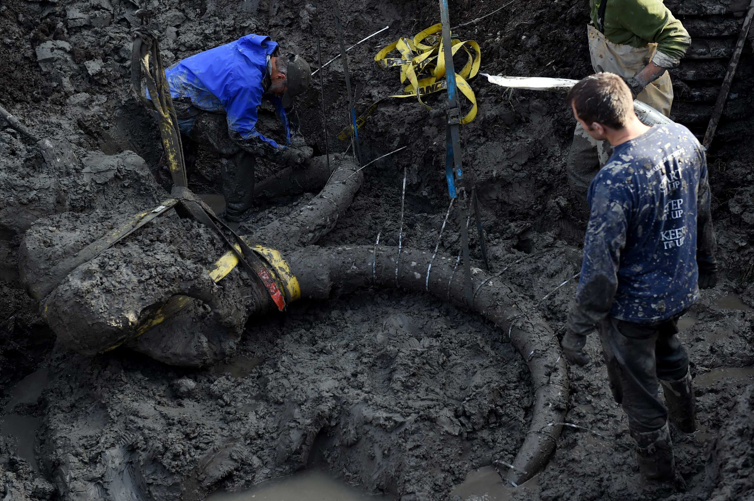 University of Michigan professor Dan Fisher and a team of Michigan students work to excavate a woolly mammoth found on a farm in Lima Township, Oct. 1, 2015. (Melanie Maxwell—MLIVE.COM /Landov)