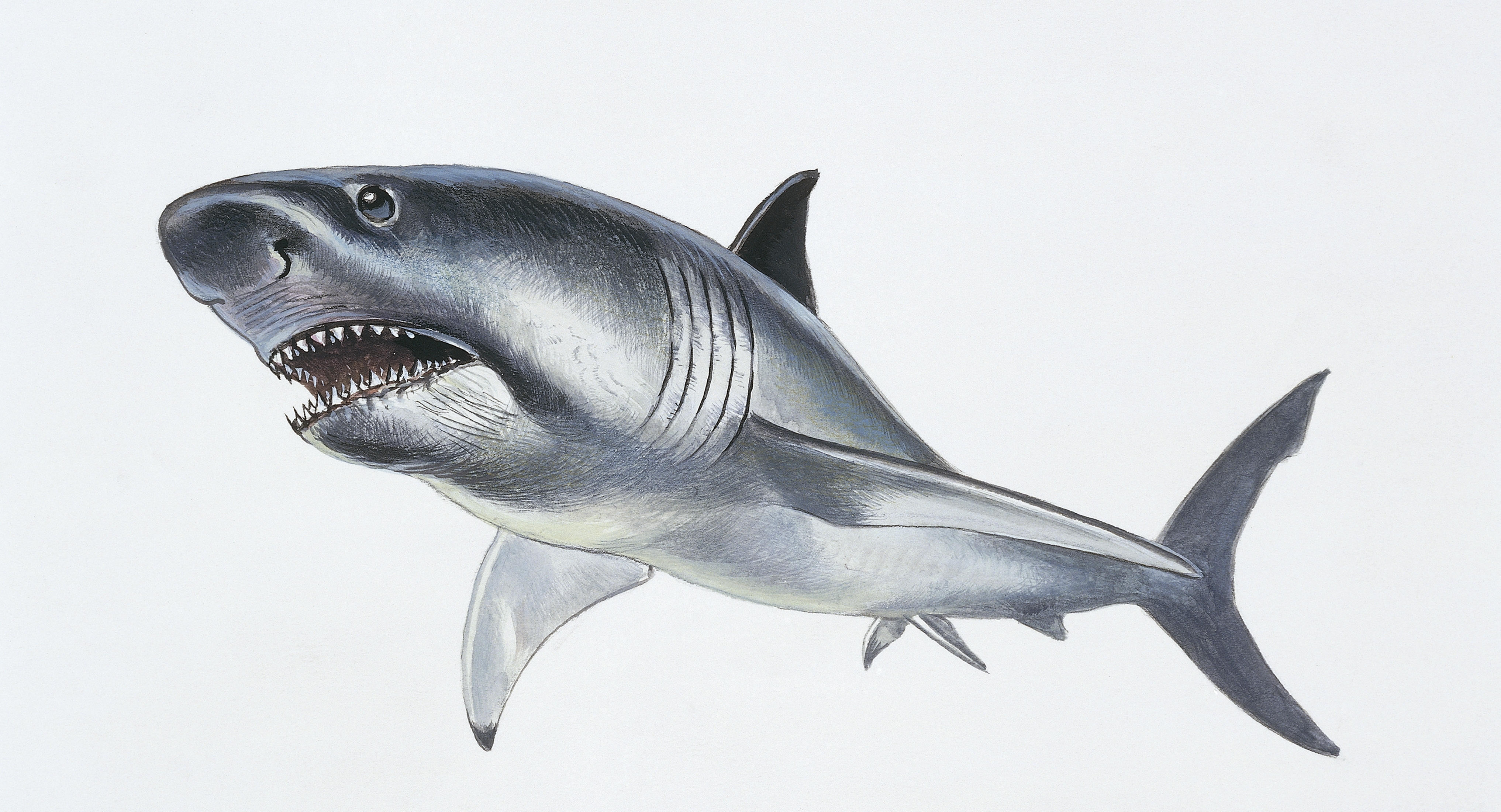 Reconstruction of Megalodon