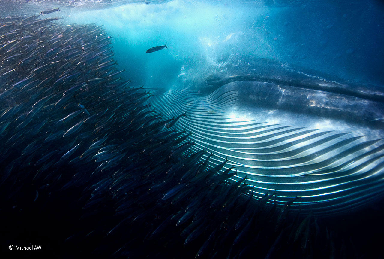 Under Water category winner: A whale of a Mouthful. A Bryde’s whale rips through a swirling ball of sardines, gulping a huge mouthful in a single pass. As it expels hundreds of litres of seawater from its mouth, the fish are retained by plates of baleen hanging down from its palate; they are then pushed into its stomach to be digested alive. This sardine baitball was itself a huge section of a much larger shoal below that common dolphins had corralled by blowing a bubble-net around the fish and forcing them up against the surface. Other predators had joined the feeding frenzy, attacking from all sides. These included copper, dusky and bull sharks and hundreds of Cape gannets, which were diving into the baitball from above. The Bryde’s whale was one of five that were lunging in turn into the centre of the baitball. Michael was diving offshore of South Africa’s Transkei (Eastern Cape), specifically to photograph the spectacle of the ‘sardine run’ – the annual winter migration of billions of sardines along the southeastern coast of southern Africa. Photographically, the greatest difficulty was coping with the dramatic changes in light caused by the movements of the fish and the mass of attacking predators, while also staying out of the way of the large sharks and the 16‐metre (53‐foot), 50-ton Bryde’s whales, which would lunge out of the darkness and, as he knew from experience, were capable of knocking him clean out of the water.