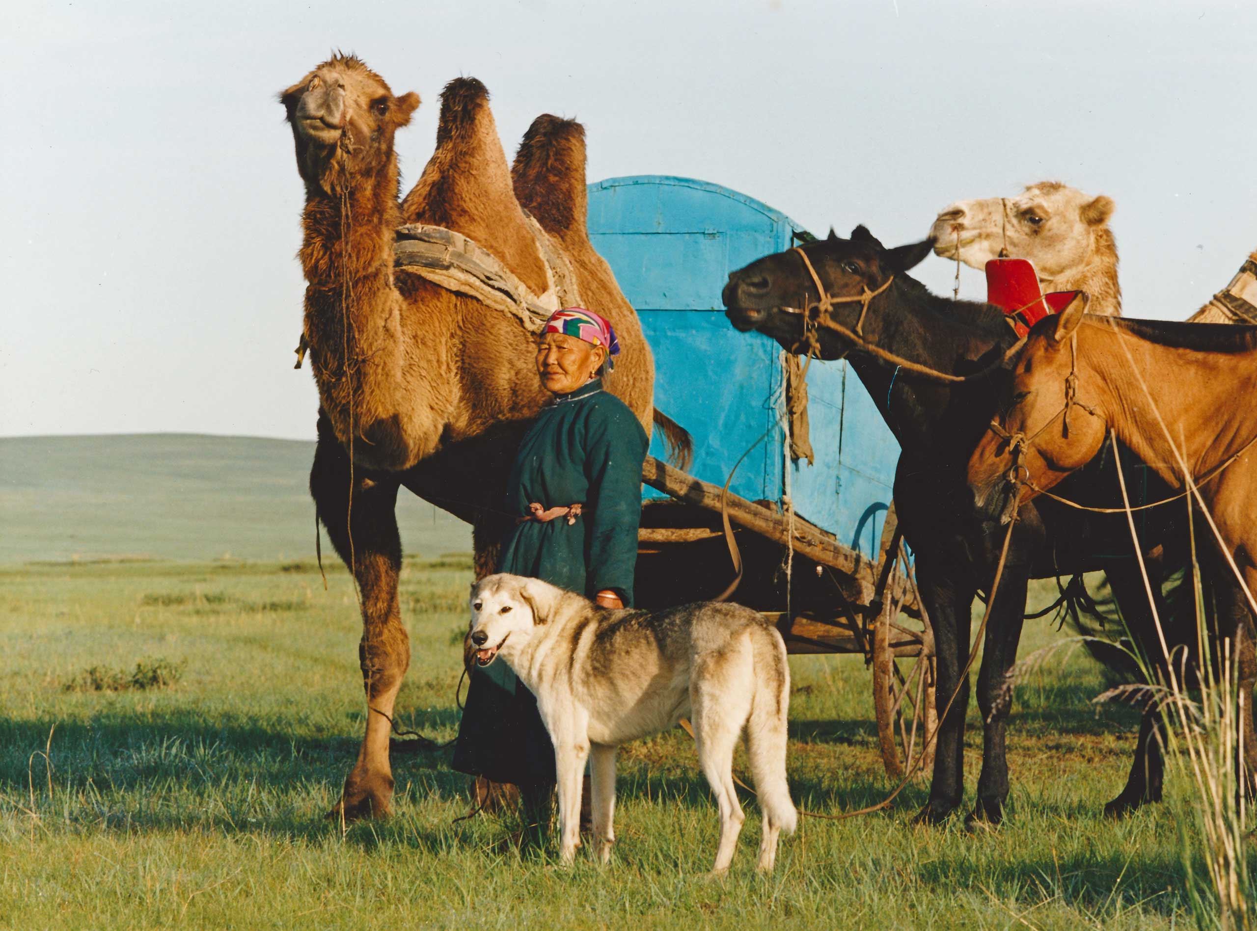 A Mongolian woman with her caravan of animals about to travel to the Galshar Naadam, Khentii Province, Mongolia. (Richard Manning—Getty Images)