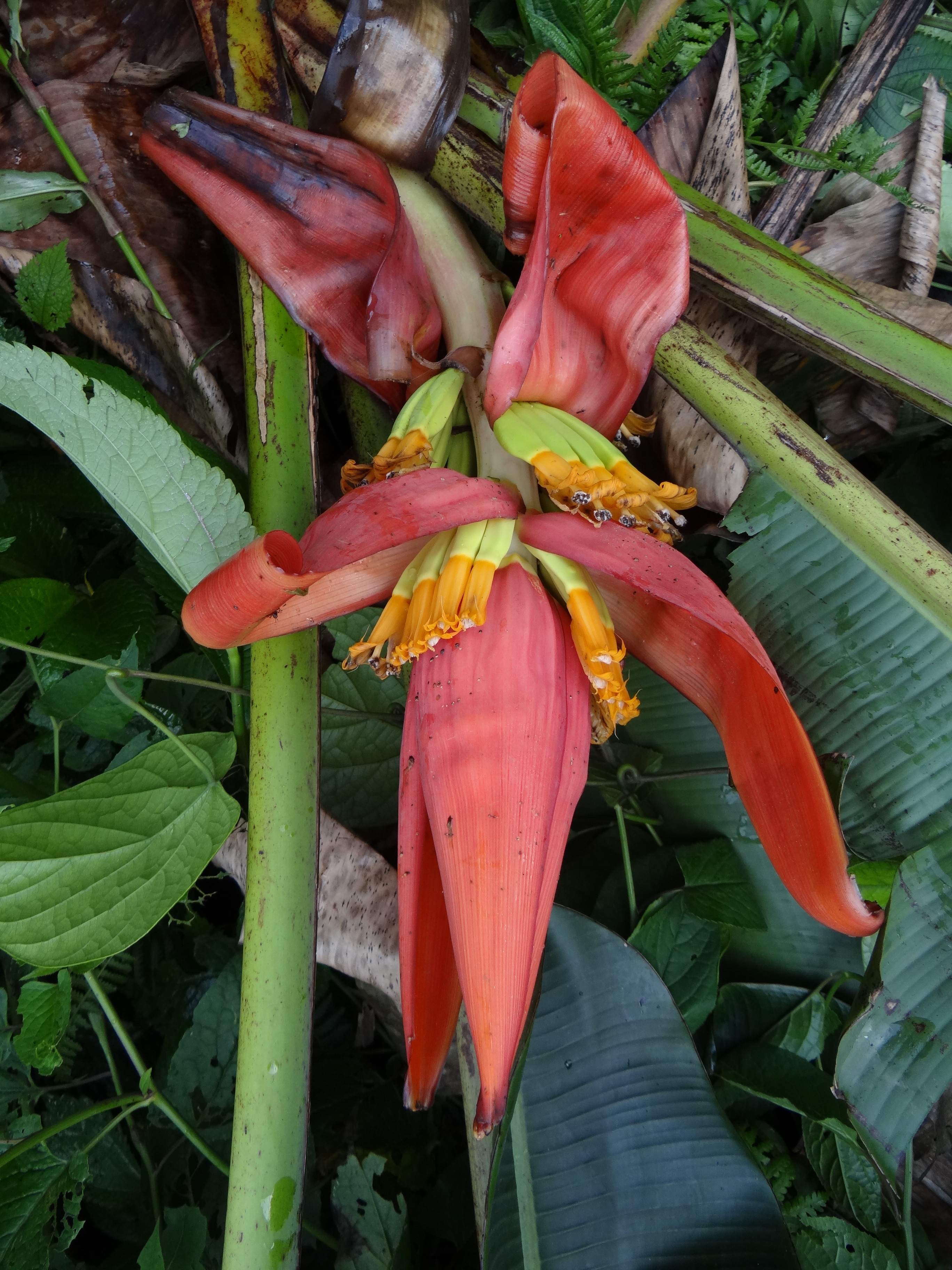 The Musa Markkui is a new species of wild banana discovered in India, now home to 23 different species of banana.