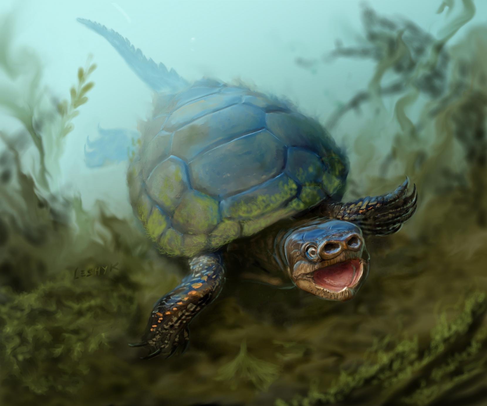 An artist's interpretation of Arvinachelys goldeni, a species of extinct pig-nose turtle. (Victor Leshyk)