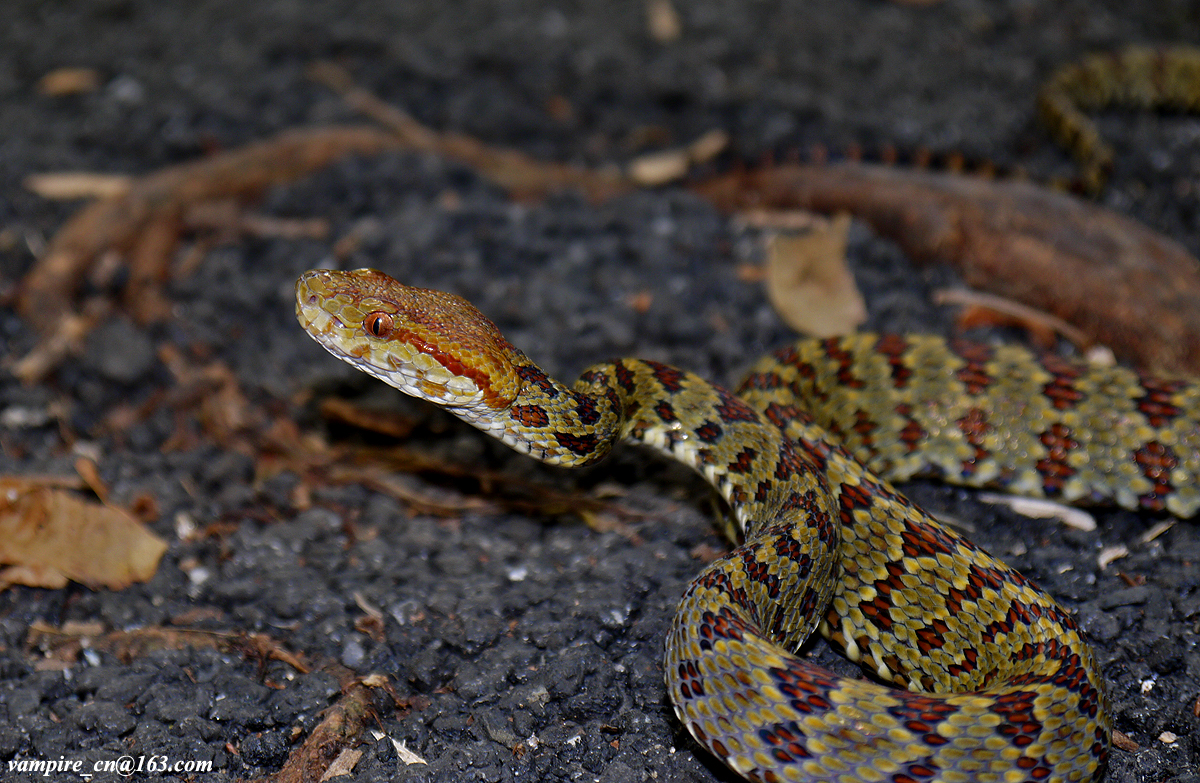 The Himalayan lance-headed pit viper (Protobothrops Himalayansus) discovered in parts of India, Tibet and Bhutan, is unique for its striking yellow, red and orange coloring and its ability to lay 20–30 eggs in one clutch. Toxic to humans, the snake subsists on a diet of rodents, lizards, amphibians, birds, and even fellow pit vipers. The snakes have also exhibited some extraordinary behavior – upon being caught by scientists, a pair of snakes killed themselves with their own fangs.