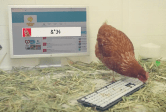 Aussie Restaurant Has a Live Chicken Running Its Twitter