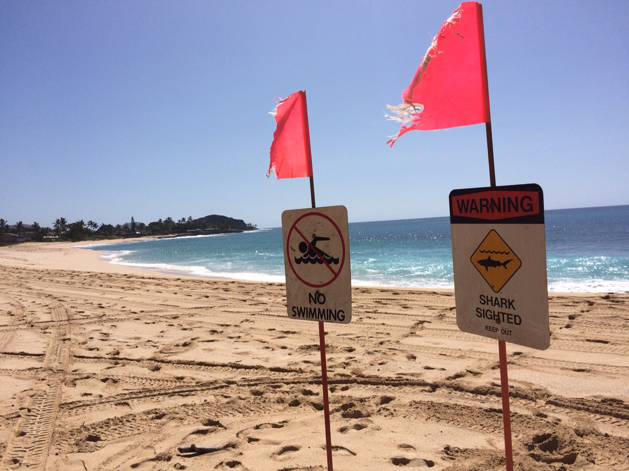 Signs warning of a shark sighting are posted at Makaha Beach Park in Waianae, Hawaii, on Oct. 29, 2015. (Audrey McAvoy—AP)
