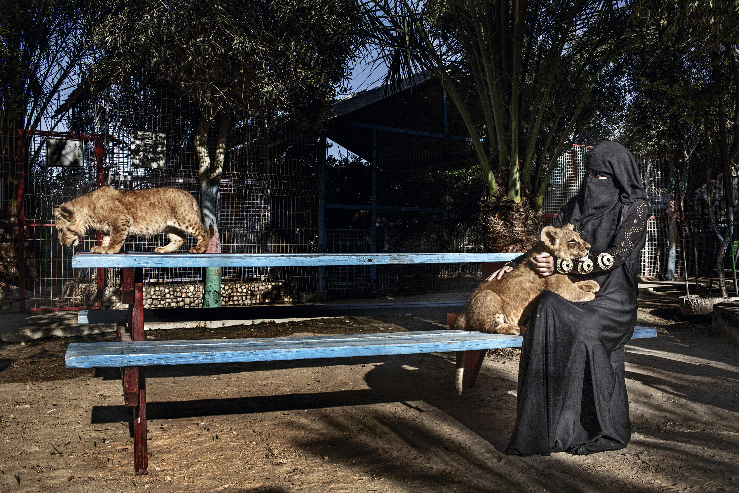 A woman plays with two baby lion cubs born in the Rafah Zoo in Gaza.  Gazan Zoo keepers are renowned for creativity, faced with limited options; having famously painted a donkey as a zebra, smuggling in animals through the tunnels, and stuffing them once they are dead, as animals are difficult to replace.