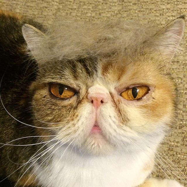 Trump Cat Internet