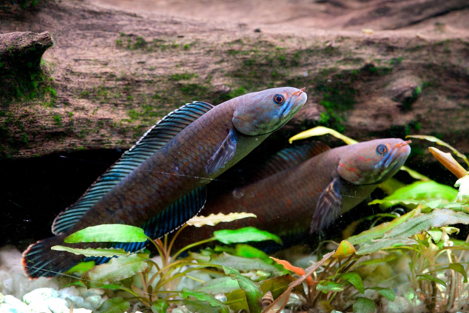 Channa Andrao, a vibrant blue ‘walking’ dwarf snakehead fish, was discovered in the Lefraguri swamp in West Bengal, raising the number of snakehead species endemic to the Eastern Himalayas to ten. Snakeheads breath air and can survive on land for up to four days. They have been known to “walk” up to a quarter mile between bodies of water.