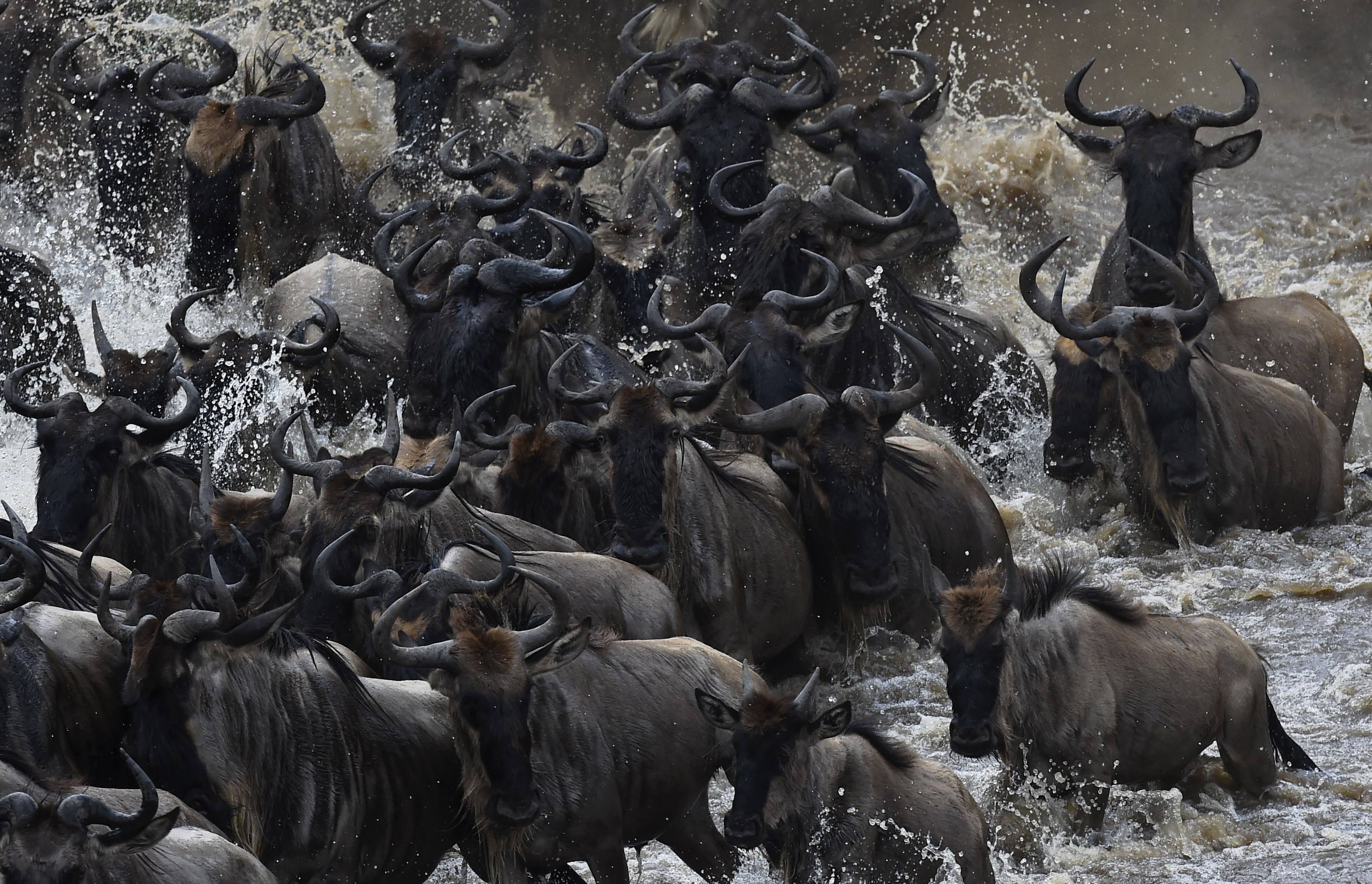 Africa: Watch the Great Migration Of Wildebeest Live Online | Time