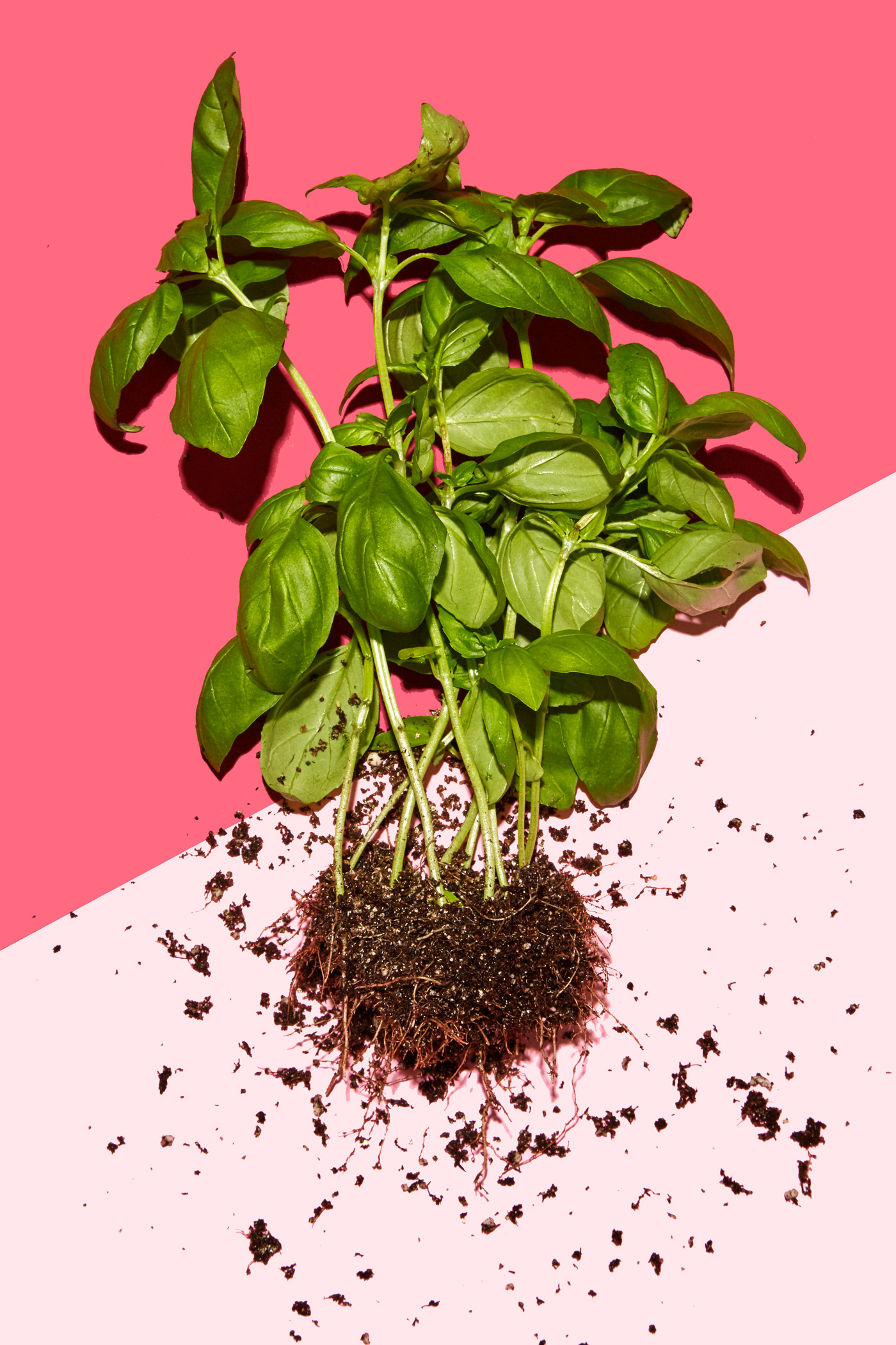healthiest foods, health food, diet, nutrition, time.com stock, basil, herb