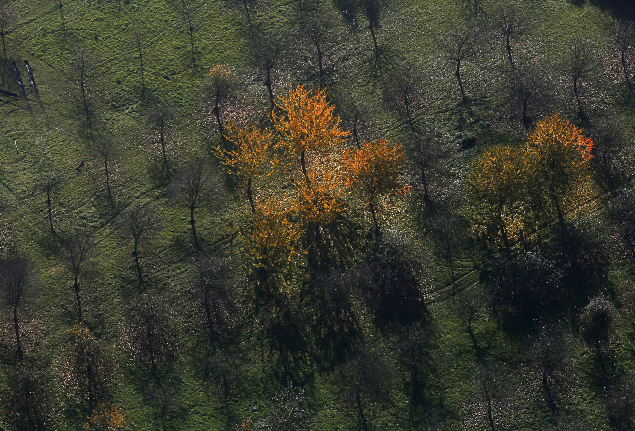 An aerial view shows a field with deciduous trees on a sunny autumn day in Recklinghausen, Germany on Oct. 31, 2015.