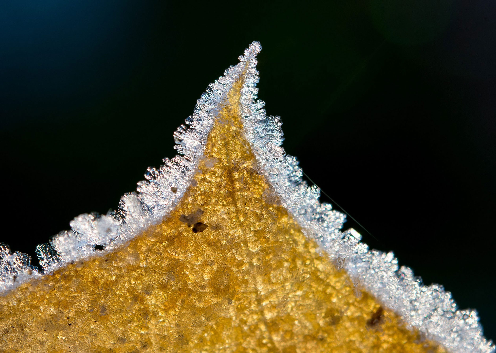 Ice crystals grow on the edge of an autumn colored maple leaf in Sieversdorf, Germany on Nov 3, 2015.