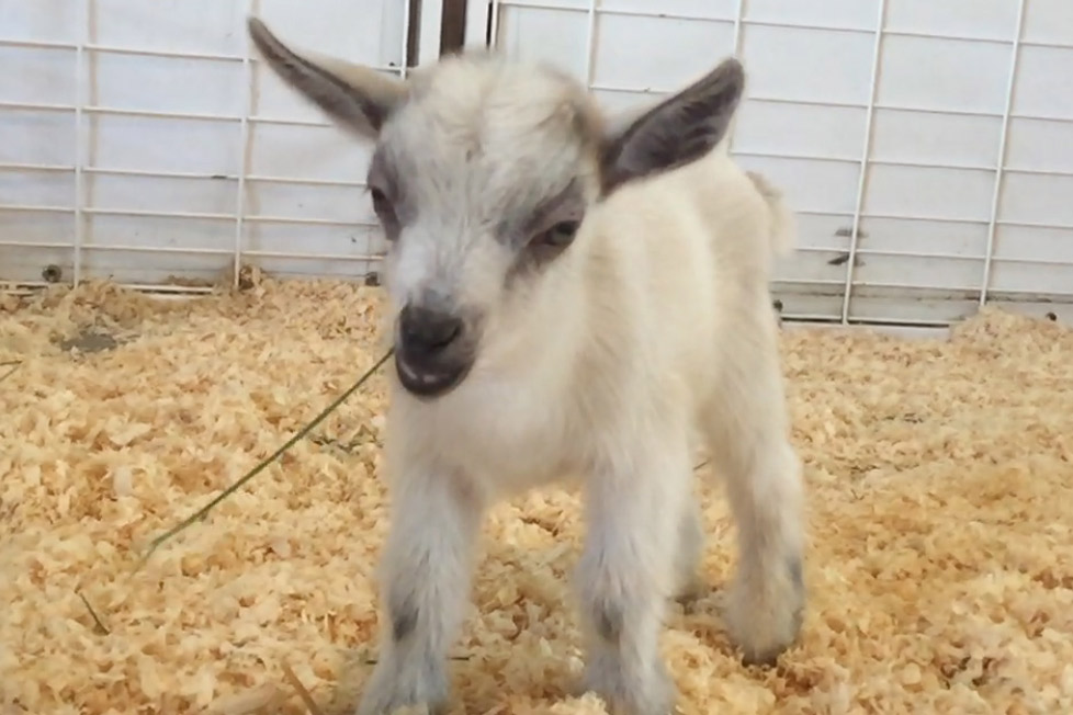 baby-goat-stolen-arizona-zoo