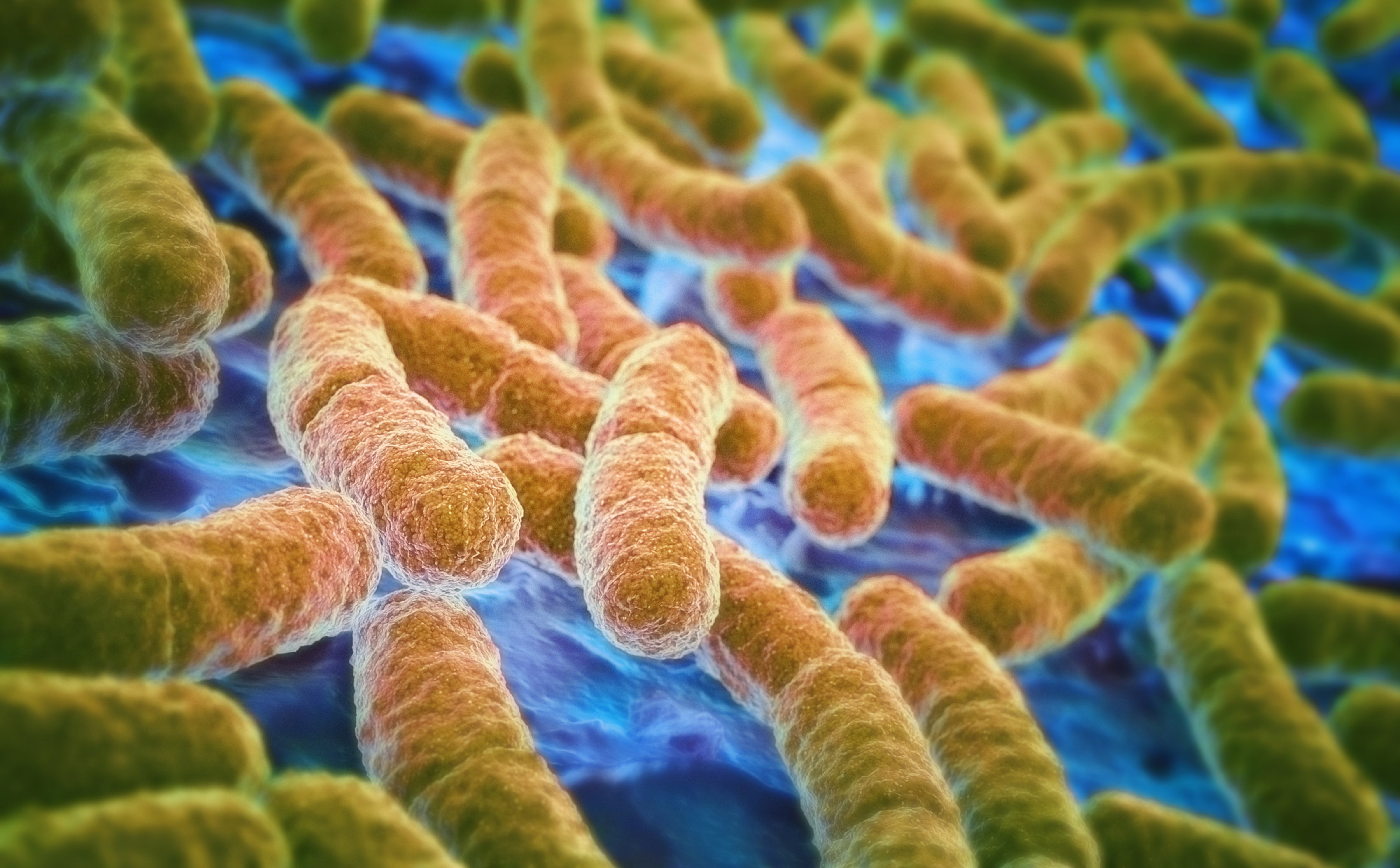 E.coli bacteria (Ian Cuming—Getty Images)