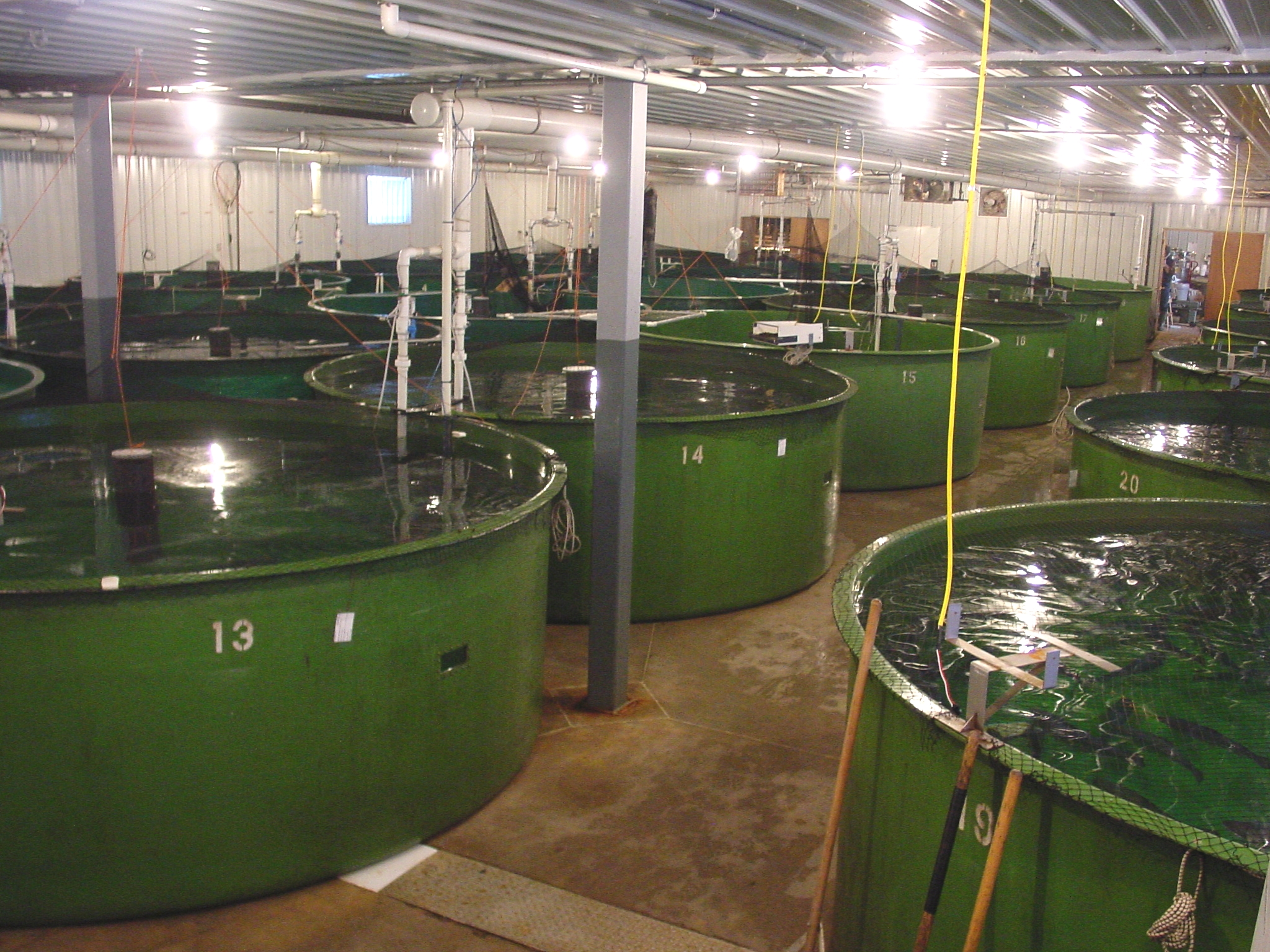 Tanks containing AquaBounty's genetically modified salmon in Waltham, Mass. (Barcroft Media—Barcroft Media via Getty Images)