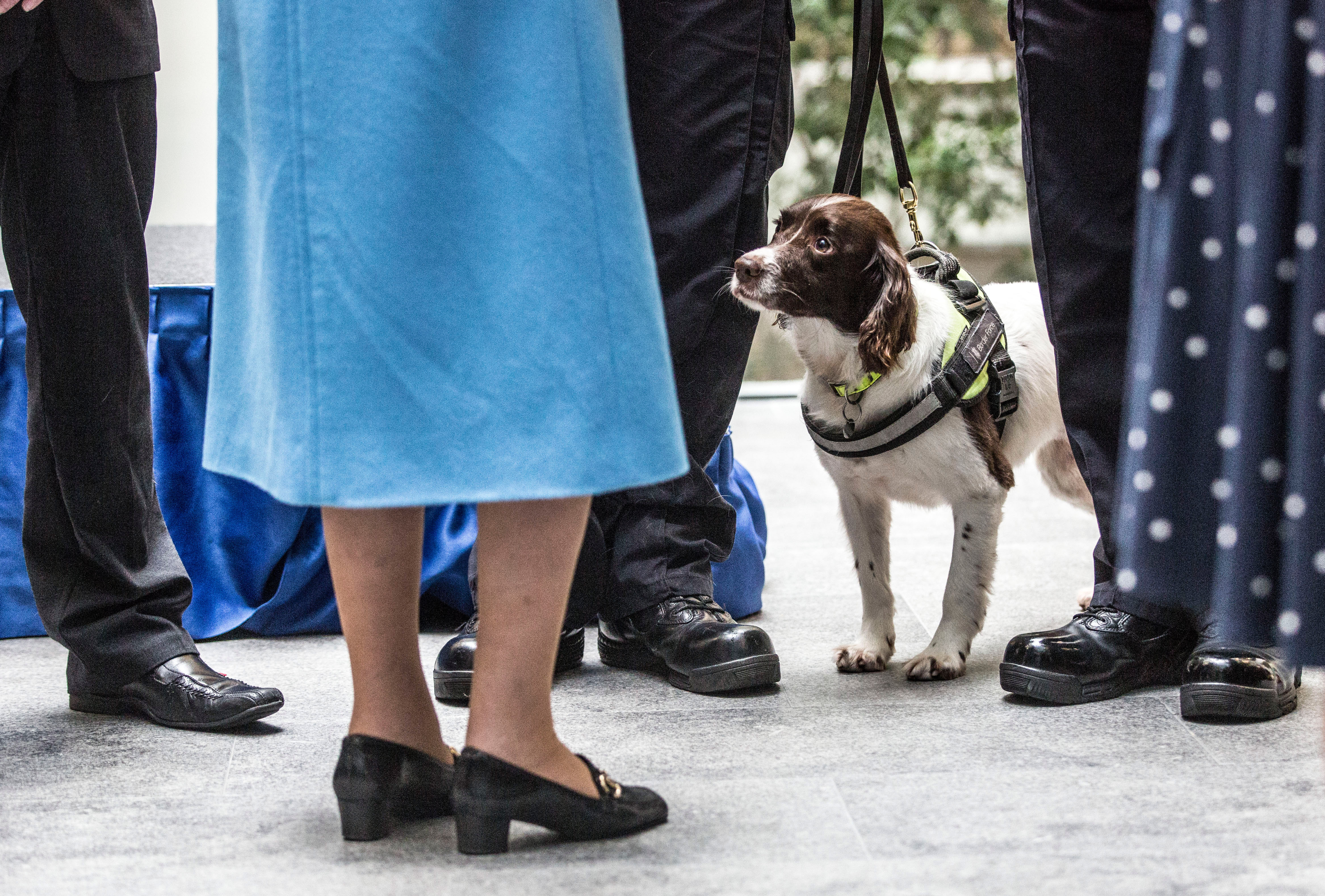 Ruby the narcotics and money sniffer dog looks on as Queen Elizabeth II tours the Home Office building on Nov.12, 2015 in London, England. (Richard Pohle—WPA Pool/Getty Images)