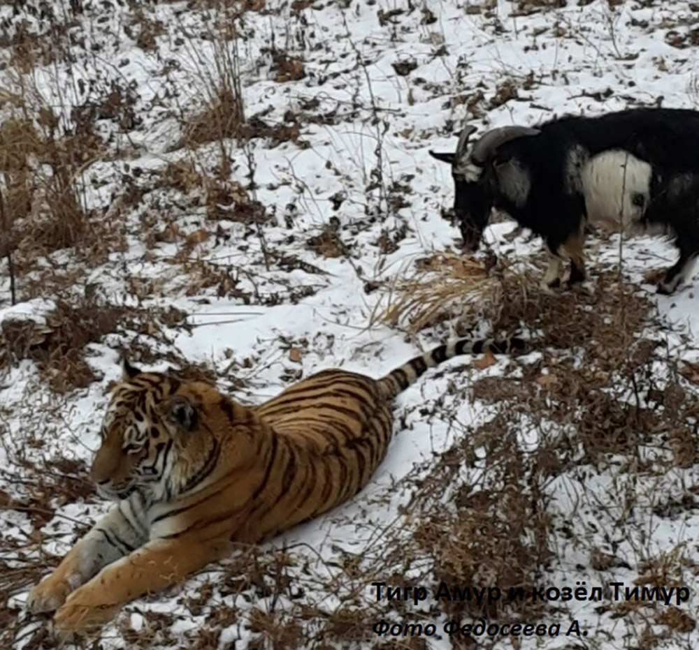 Amur the tiger and Timur the goat at Russia's Primorsky Safari Park. (Anton Fedoseyev—Primorsky Safari Park/NBC)