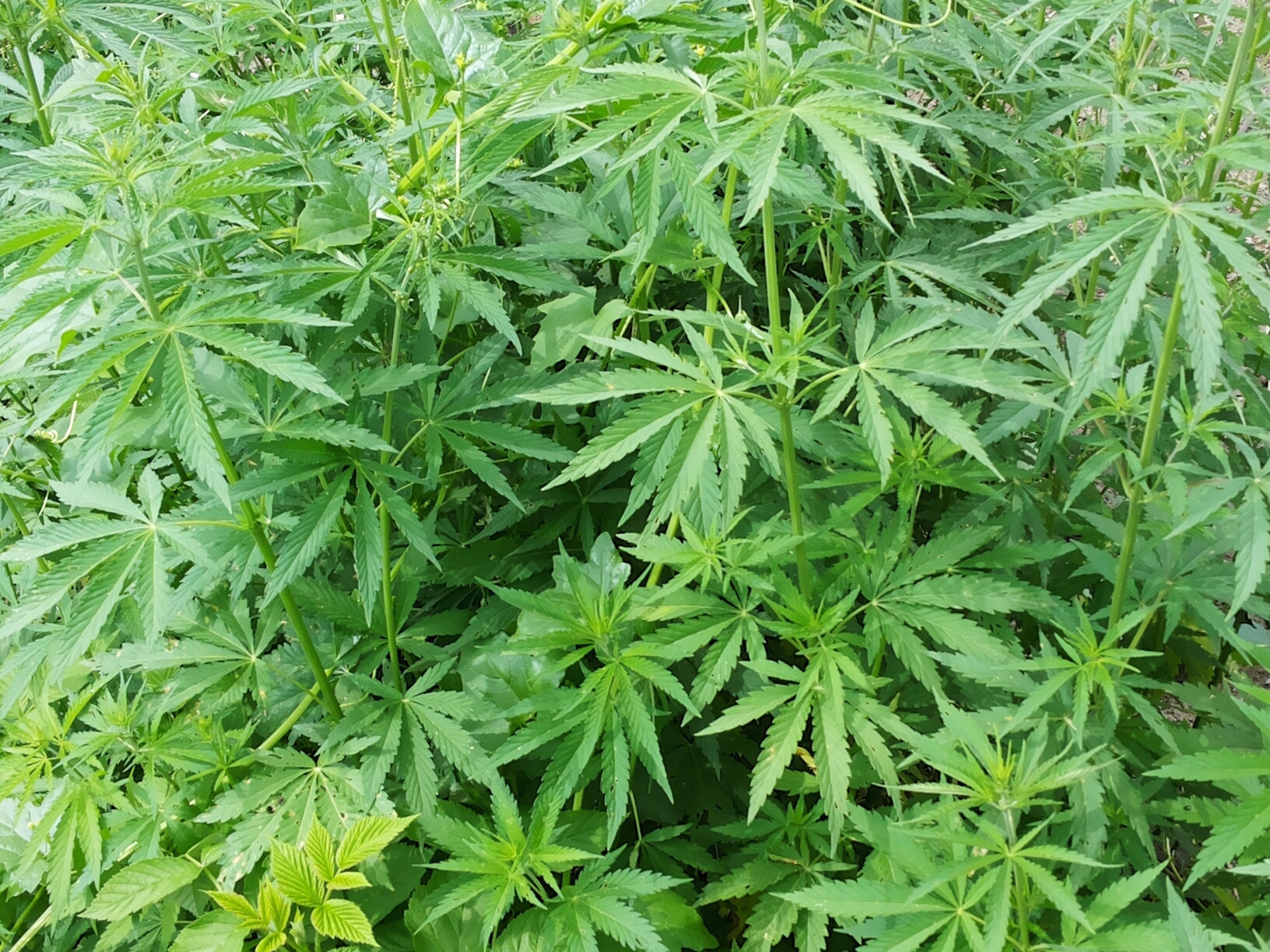 marijuana plant illinois legalization