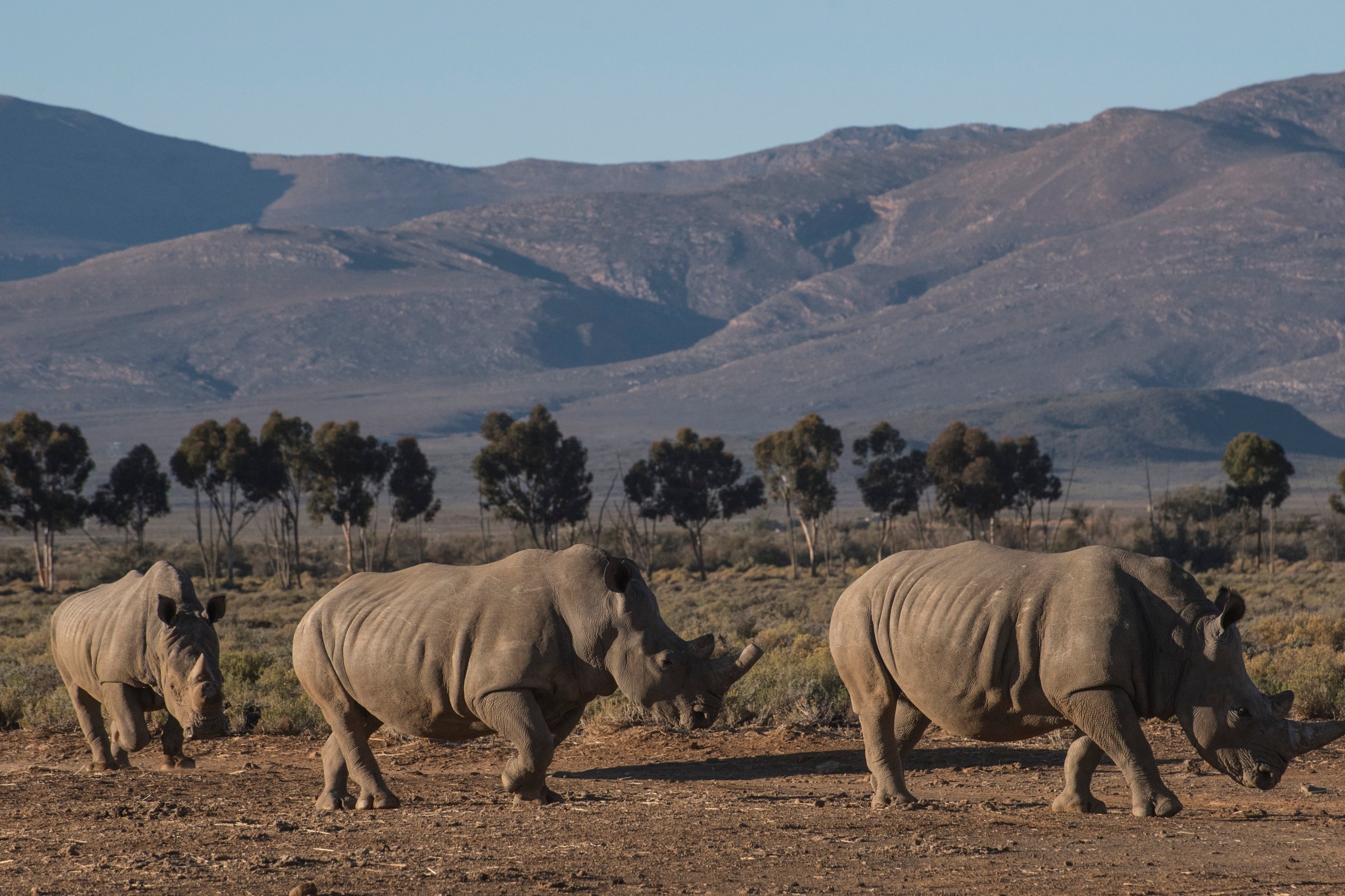 Three rhinoceros walk in the Inverdoorn Game Reserve in South Africa on June 06, 2015.