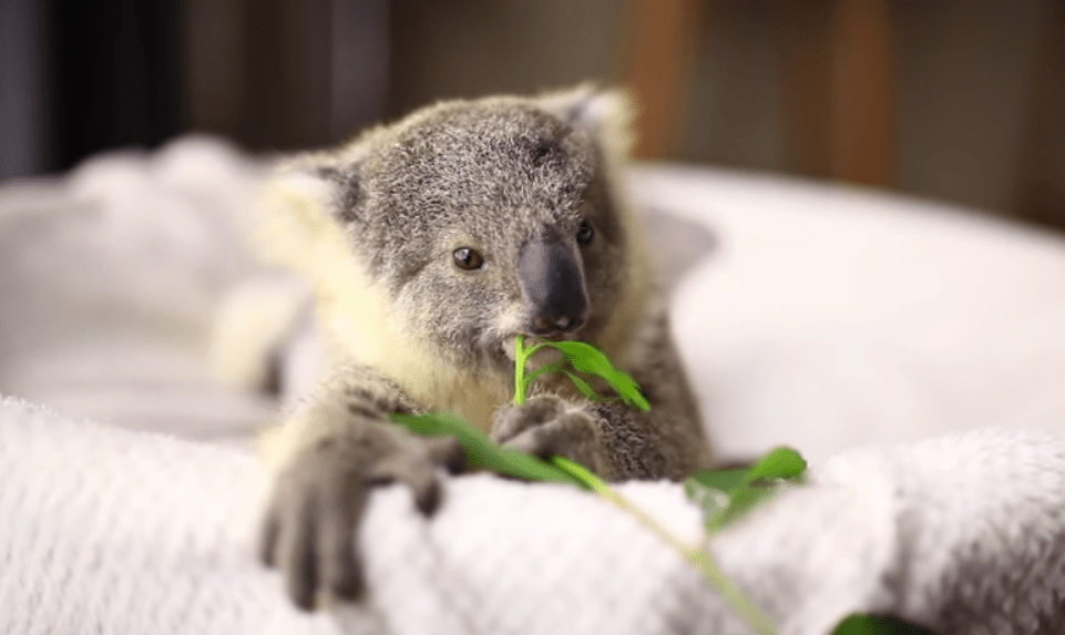 10 Month Old Koala Plays In Sydney Australia Video Time