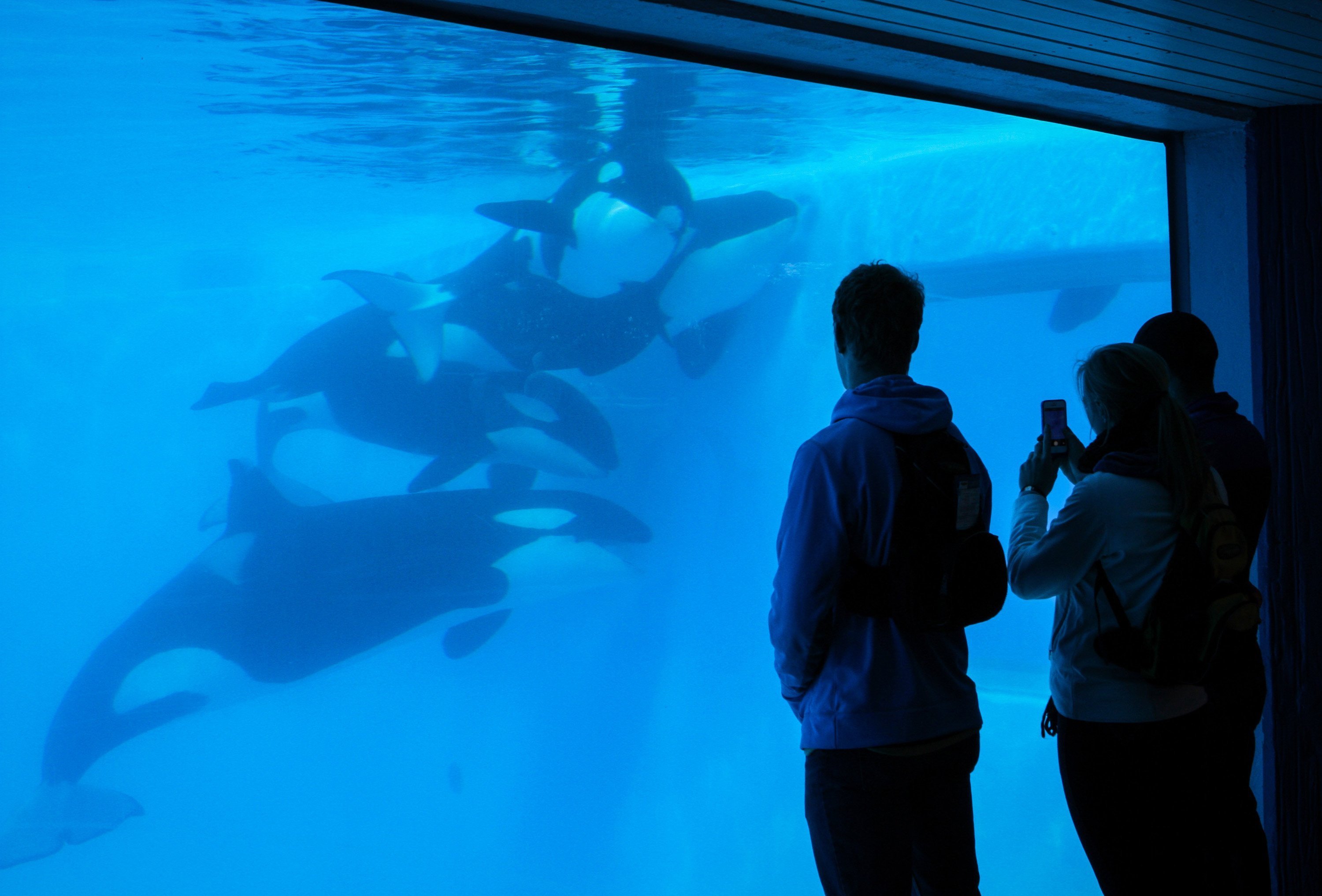 Patrons watch Orcas play at Sea World in Orlando, FL on Jan. 7, 2014. (Orlando Sentinel—Getty Images)