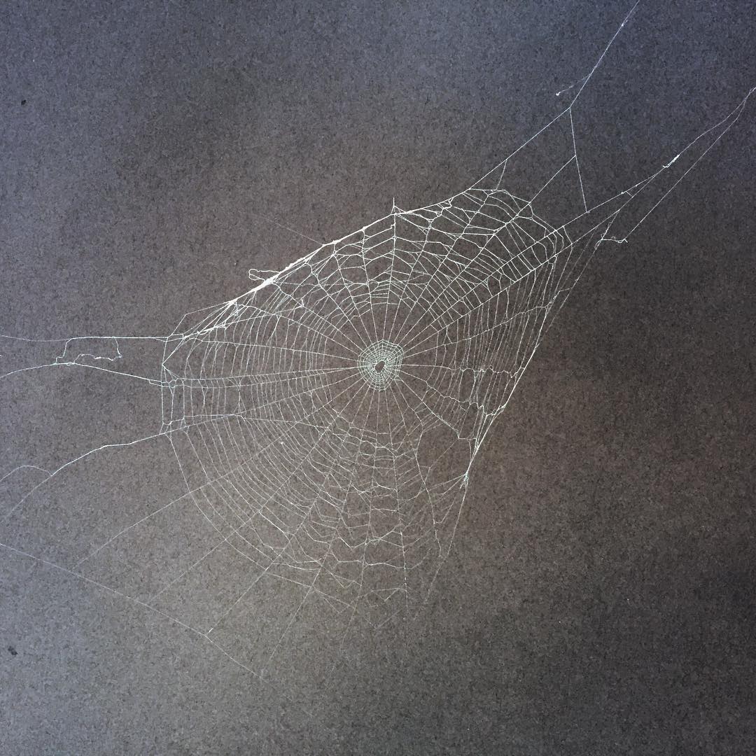 Capturing spider webs onto paper, Hambidge