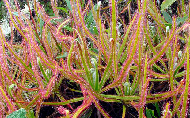 A carnivorous plant, Drosera Magnifica, discovered on Facebook.