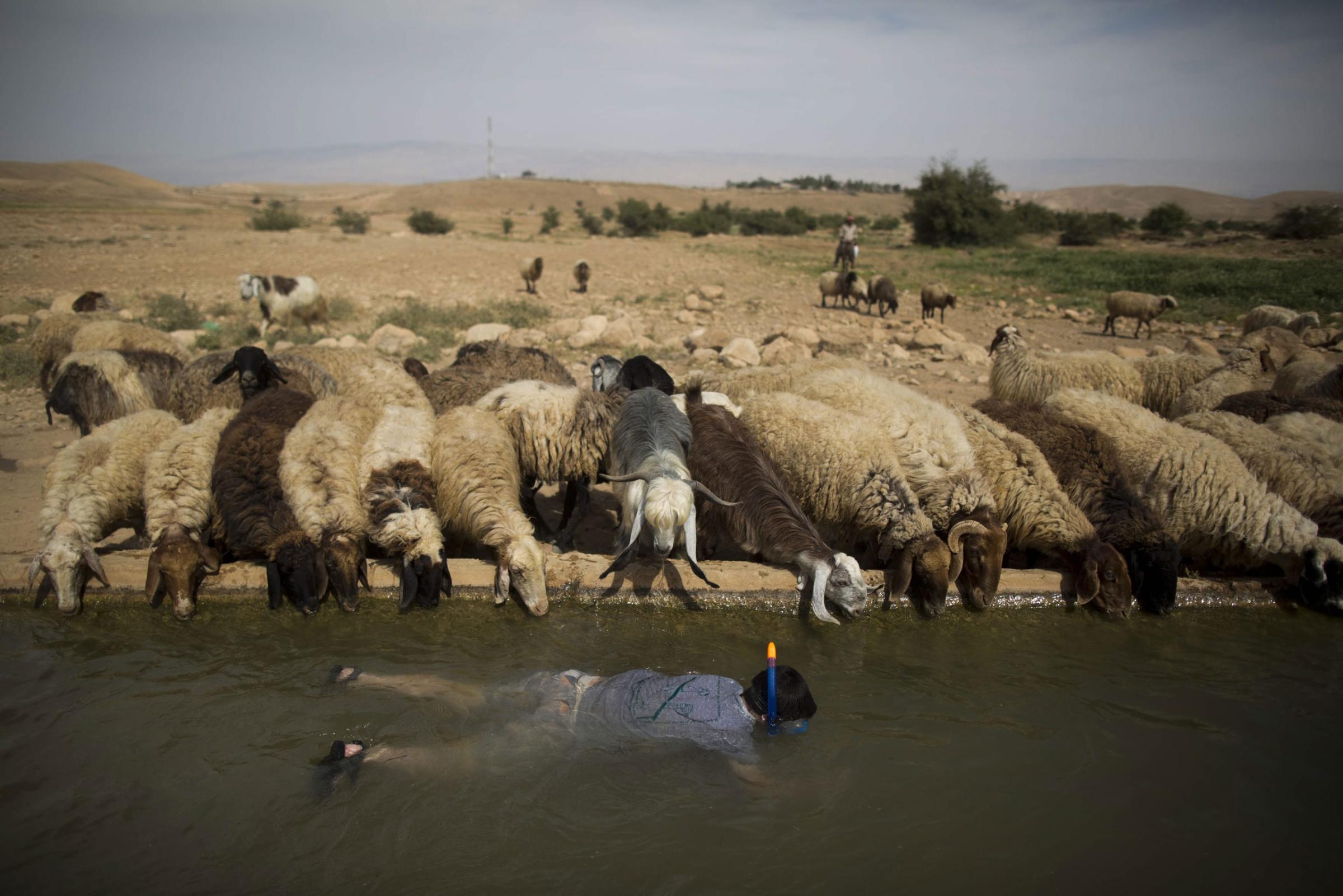 A young Israeli settler snorkels as sheep belonging to a Palestinian shepherd drink water from a spring located in the Jordan Valley near the Palestinian village of Uja, near the West Bank town of Jericho. April 8, 2015.