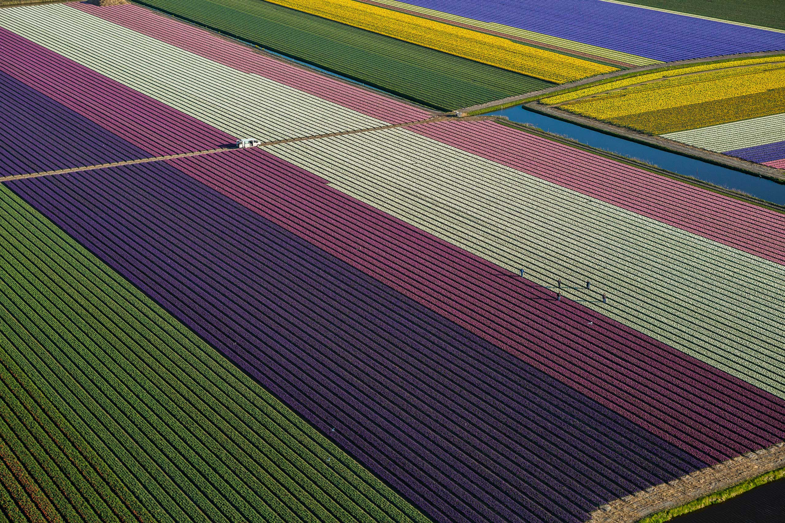 Tulips blooming in fields between Amsterdam and Leiden, the Netherlands.