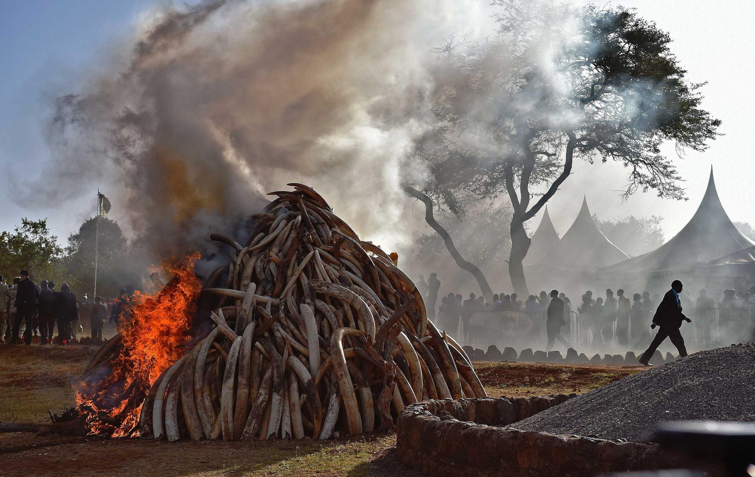 People stand near a burning pile of 15 tons of elephant ivory seized in Nairobi National Park, Nairobi, Kenya. Kenyan President Uhuru Kenyatta set fire to a giant pile of elephant ivory, vowing to destroy the country's entire stockpile of illegal tusks by the year's end. The 15 tonnes destroyed was worth some $30 million (over 26 million euros) on the black market and represented up to 1,500 slaughtered elephants. It dwarfs the ivory burned by previous Kenyan leaders. March 3, 2015