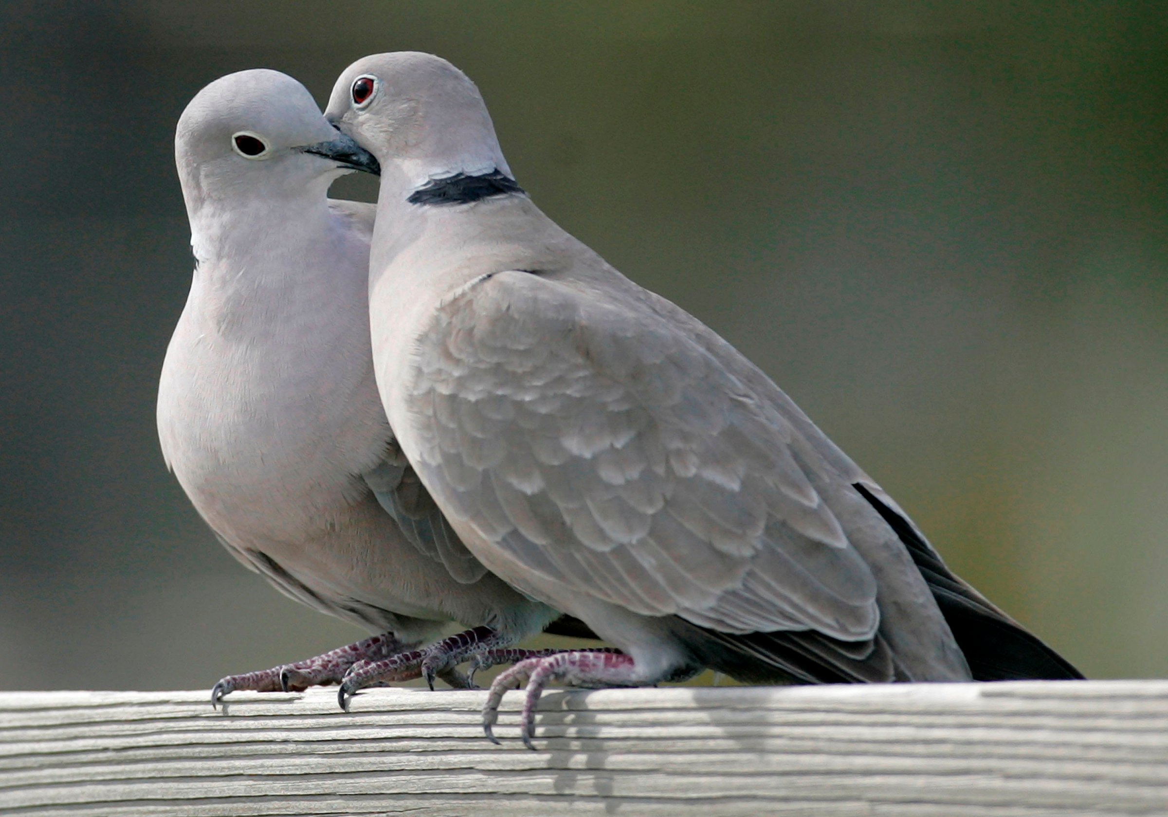 This photo shows two turtle doves in St. George Island, Fla. on Feb. 12, 2009.
