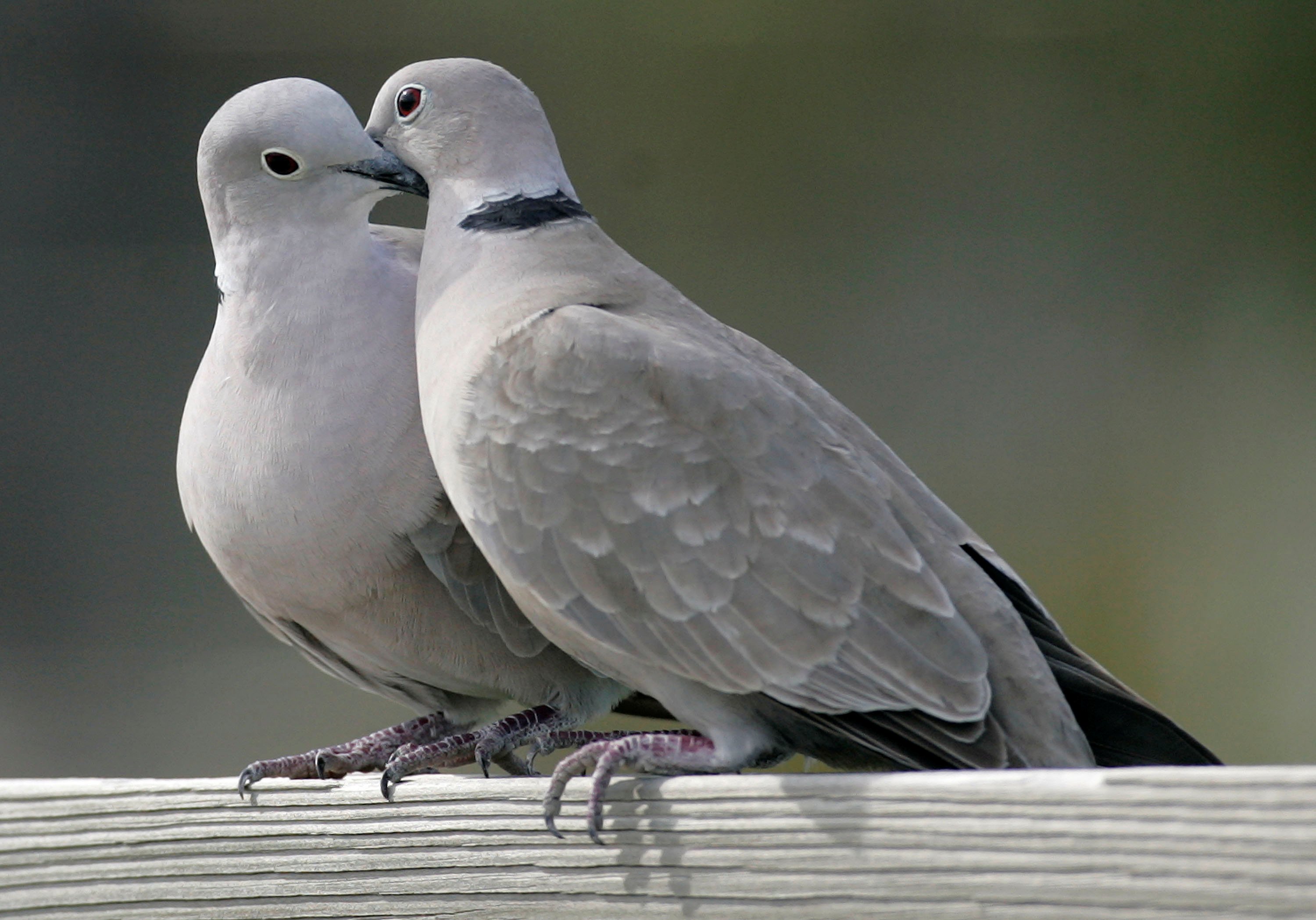 This photo shows two turtle doves in St. George Island, Fla. on Feb. 12, 2009. (Phil Coale—AP)