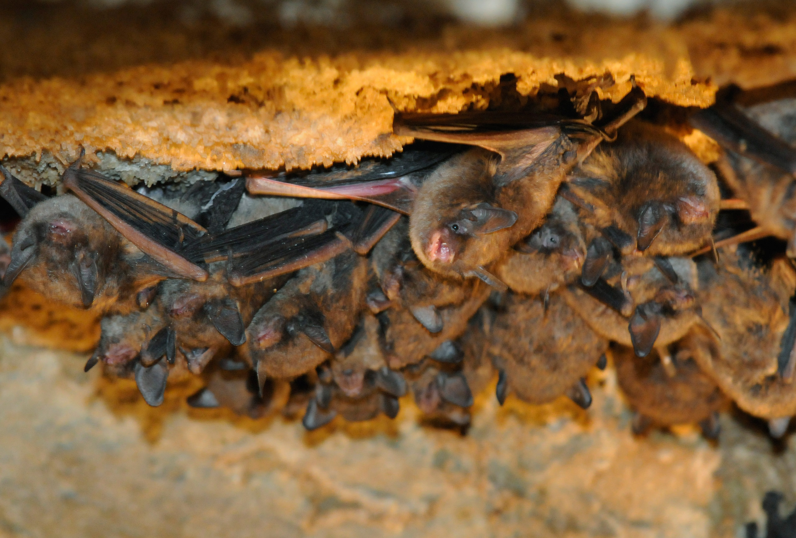 Indiana Bat, Myotis sodalis.Status: Endangered.