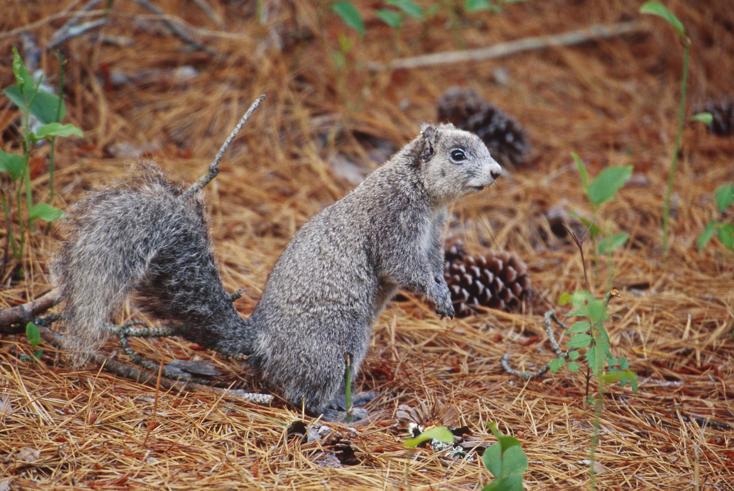 Delmarva Peninsula Fox Squirrel, Sciurus niger cinereus