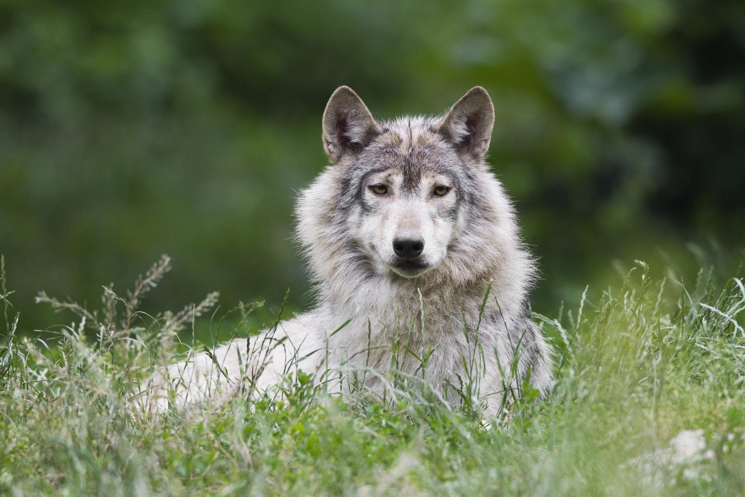 Timber Wolf, Canis lupus lycaon