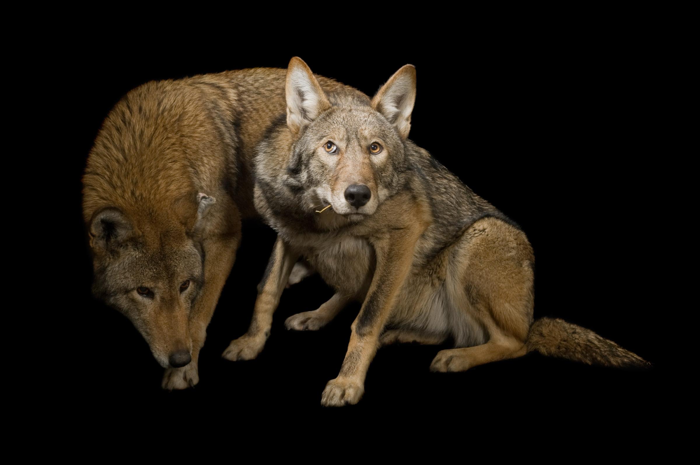 Red wolves, Canis rufus